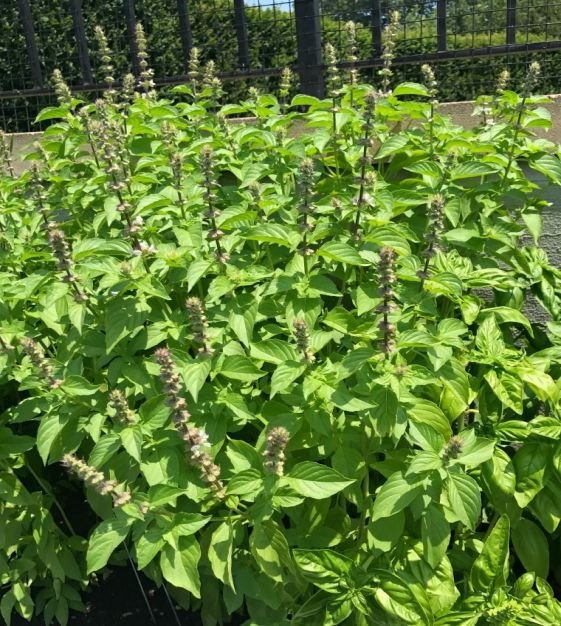 basil-lemon-image