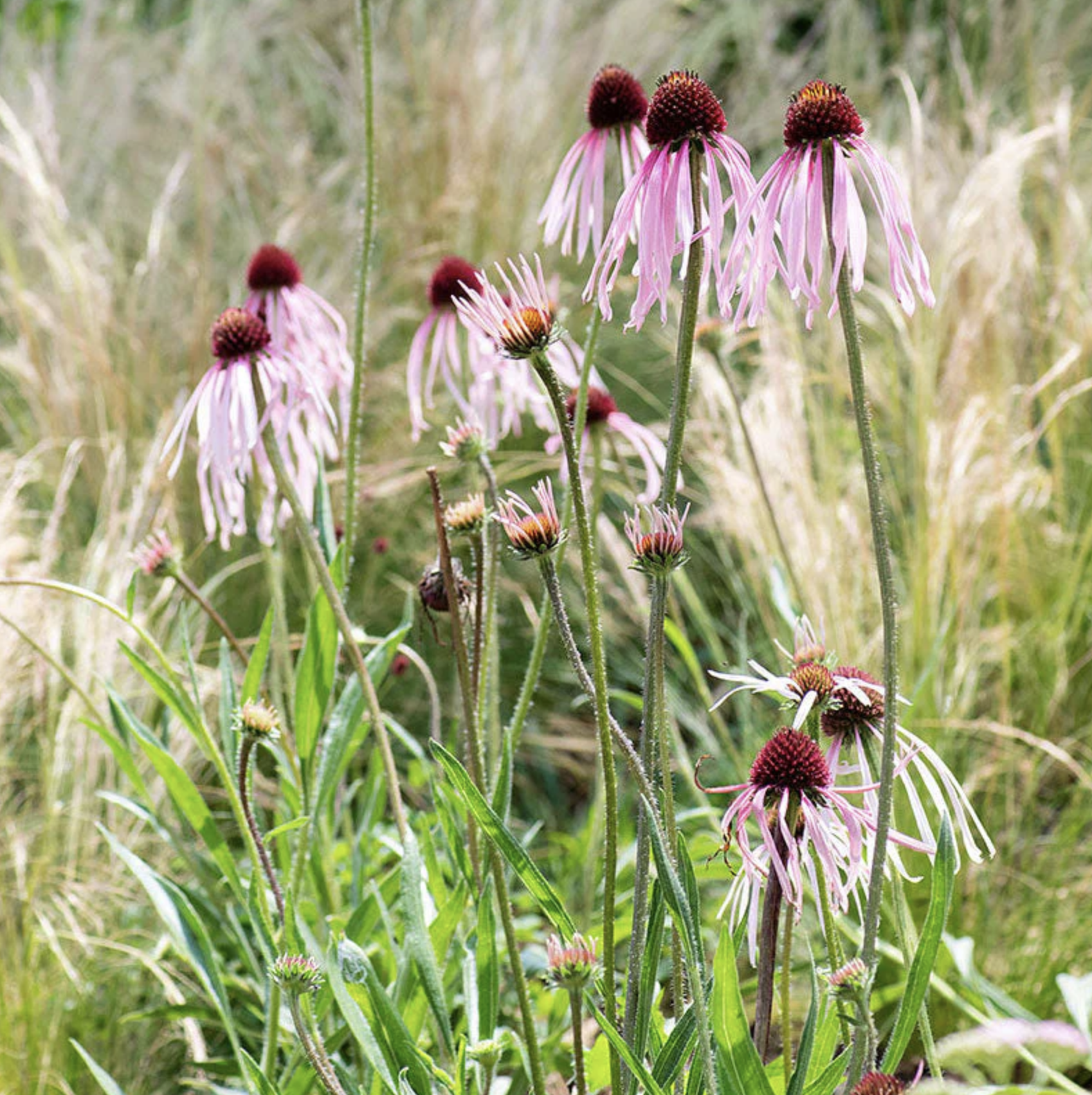 pale-purple-coneflower-image