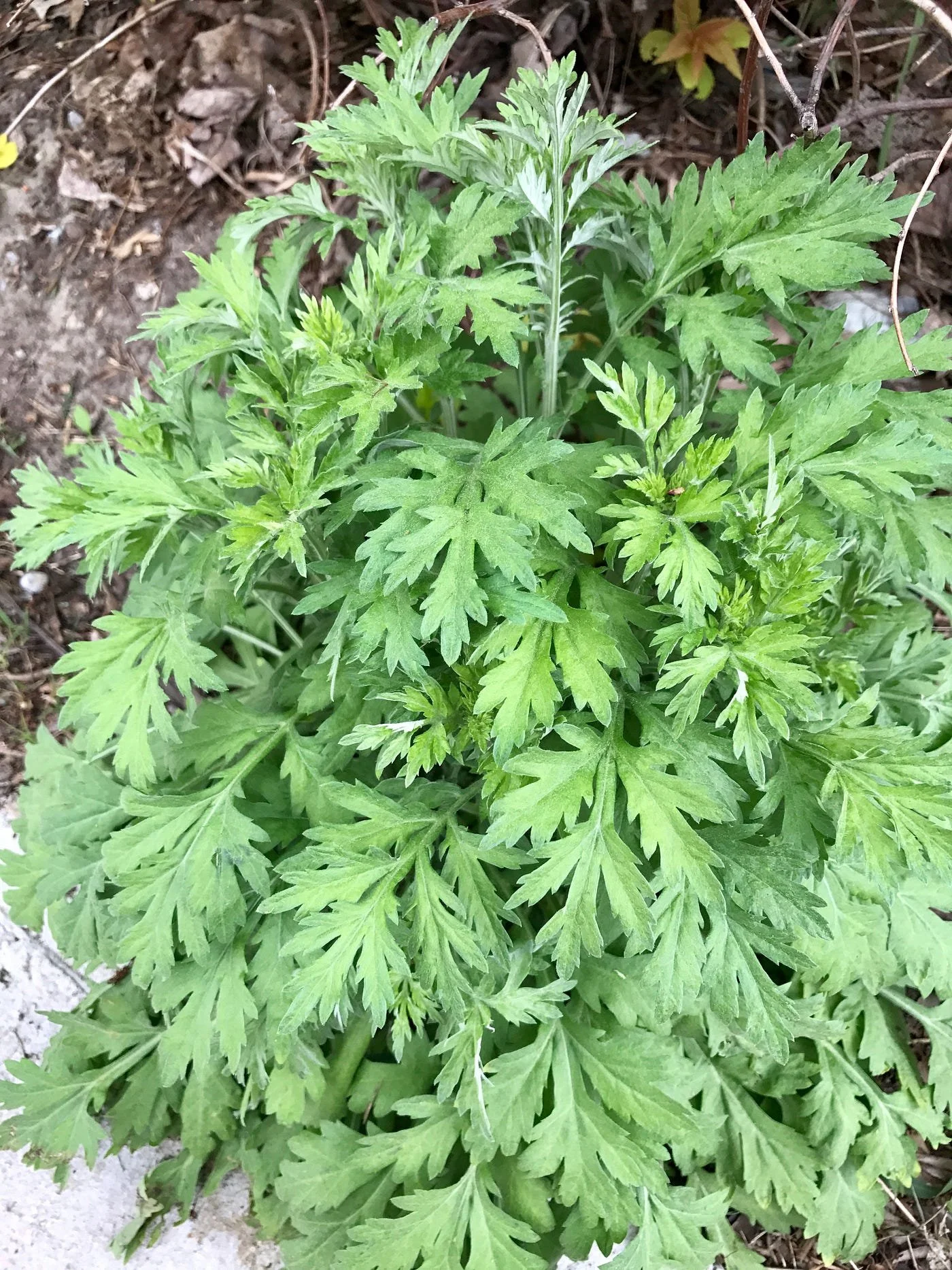 mugwort-image