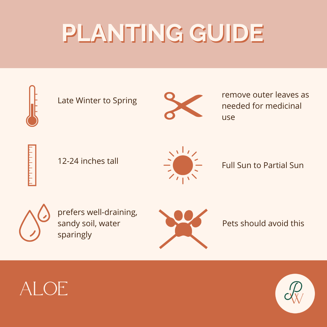 aloe-planting-guide