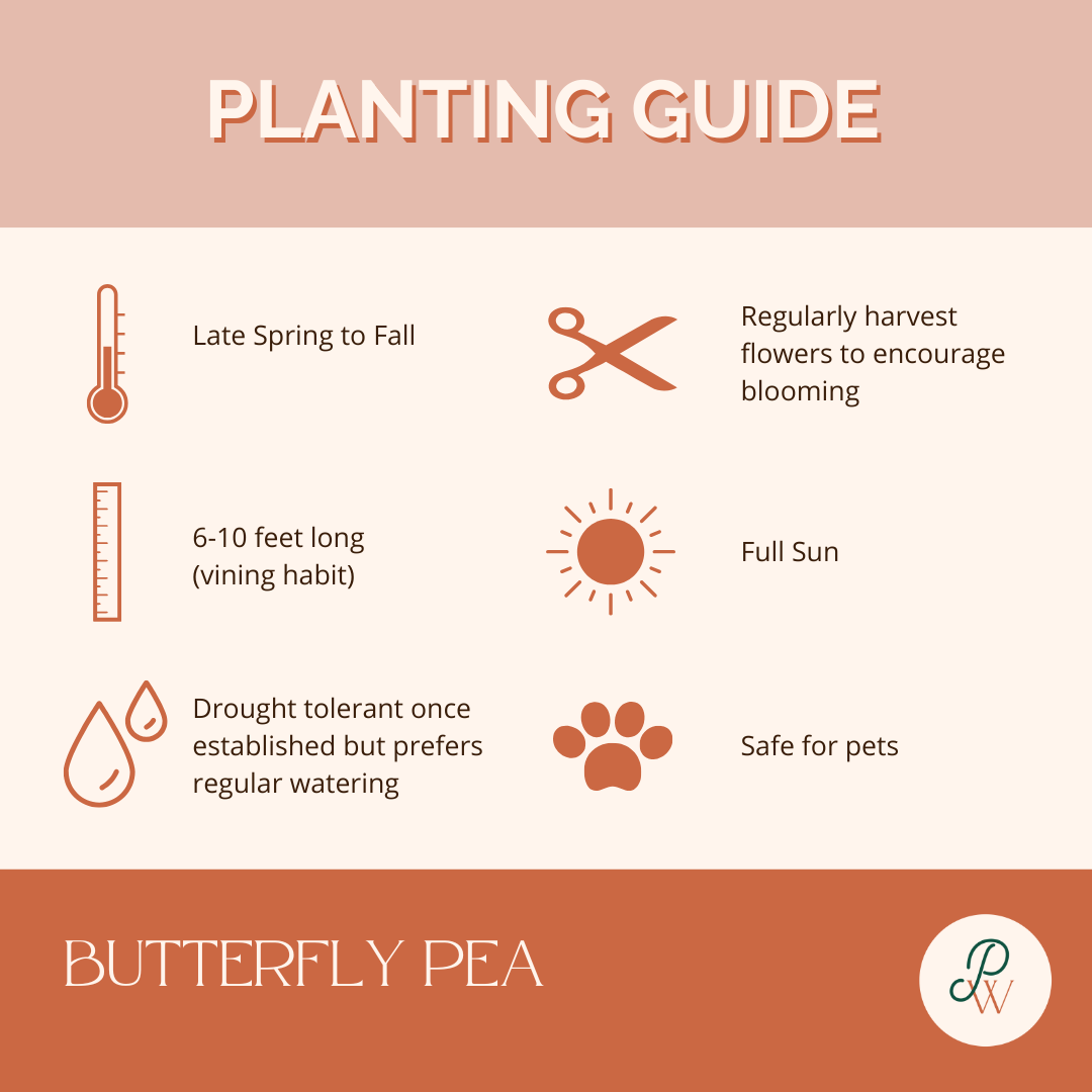 butterfly-pea-planting-guide-image