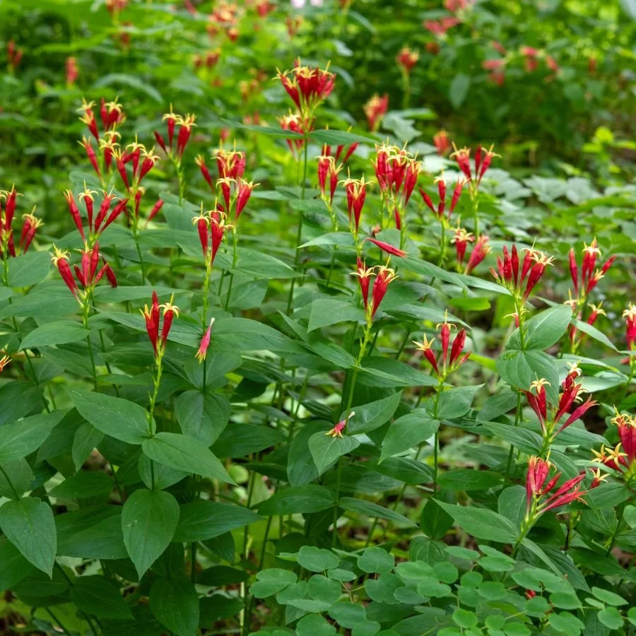 indian-pink-plant-image