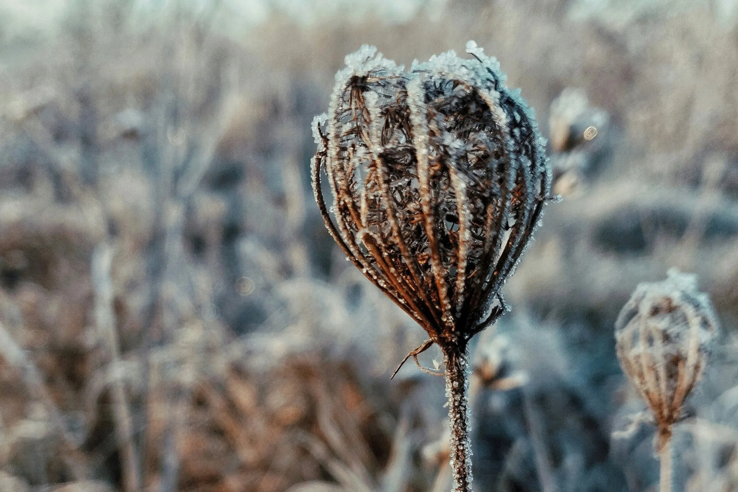 winter-rest-blog-image