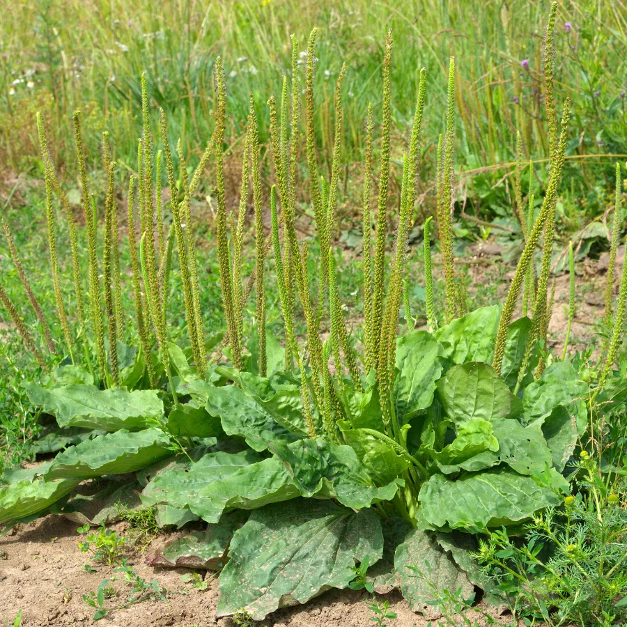 plantain plant image.webp