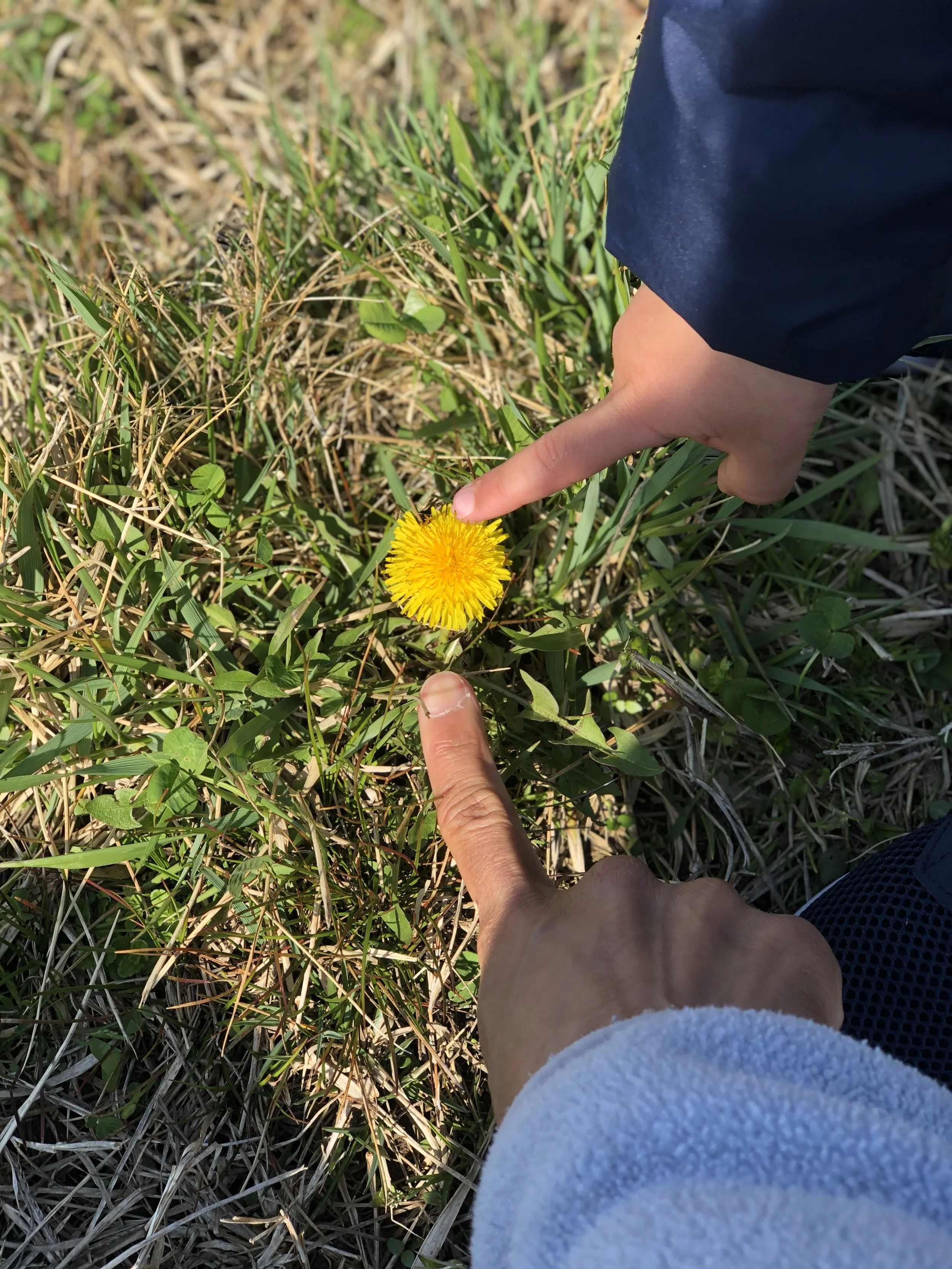 The grass is green where you are.