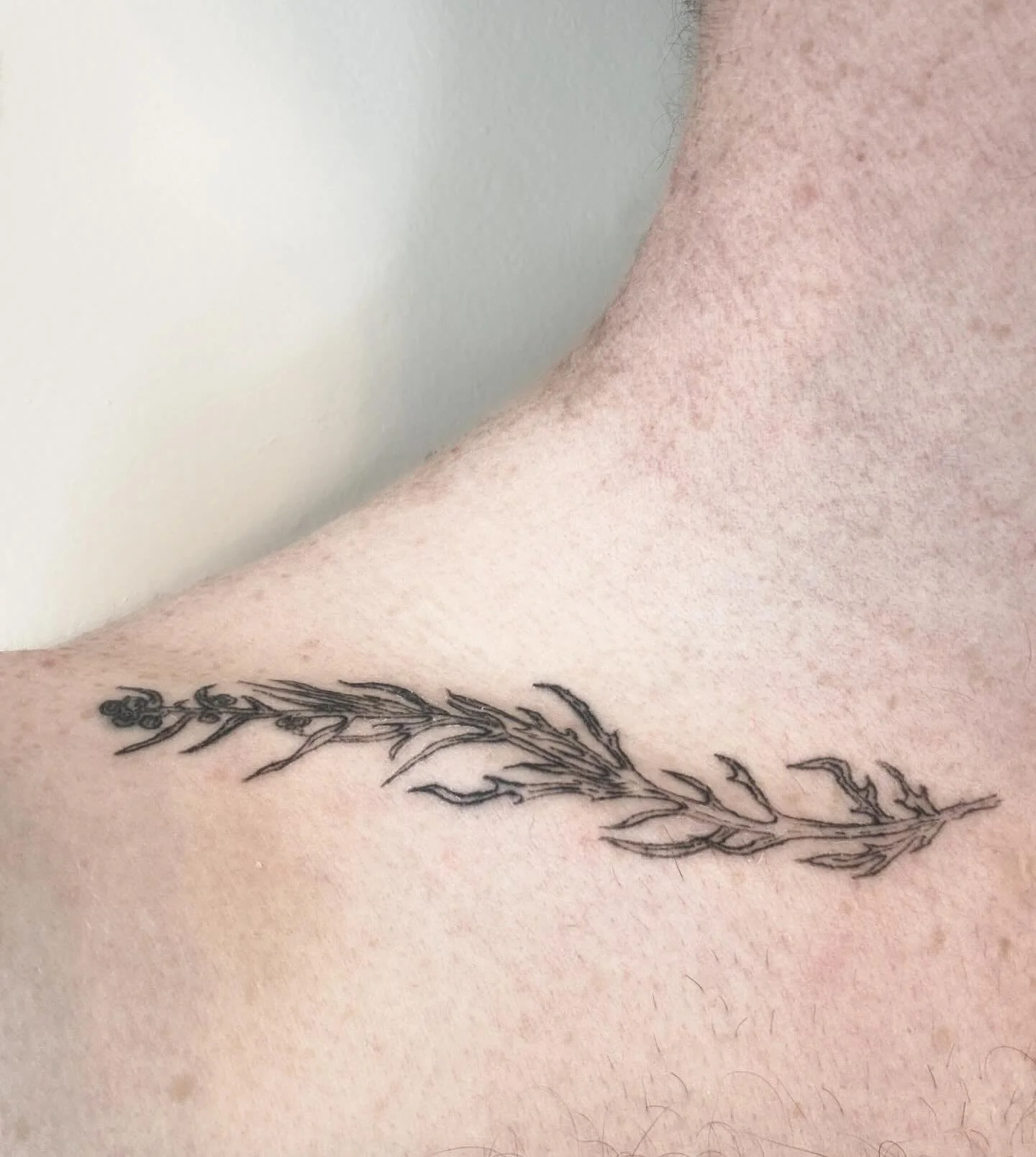 another one from Maine! Northern wormwood along the collarbone for Joey ✨
.
.
.
.
.
.
.
.
#brooklyntattoo #brooklyntattooartist #williamsburgtattoo #nyctattoo #nyctattooartist #botanicaltattoo #botanicaltattooartist