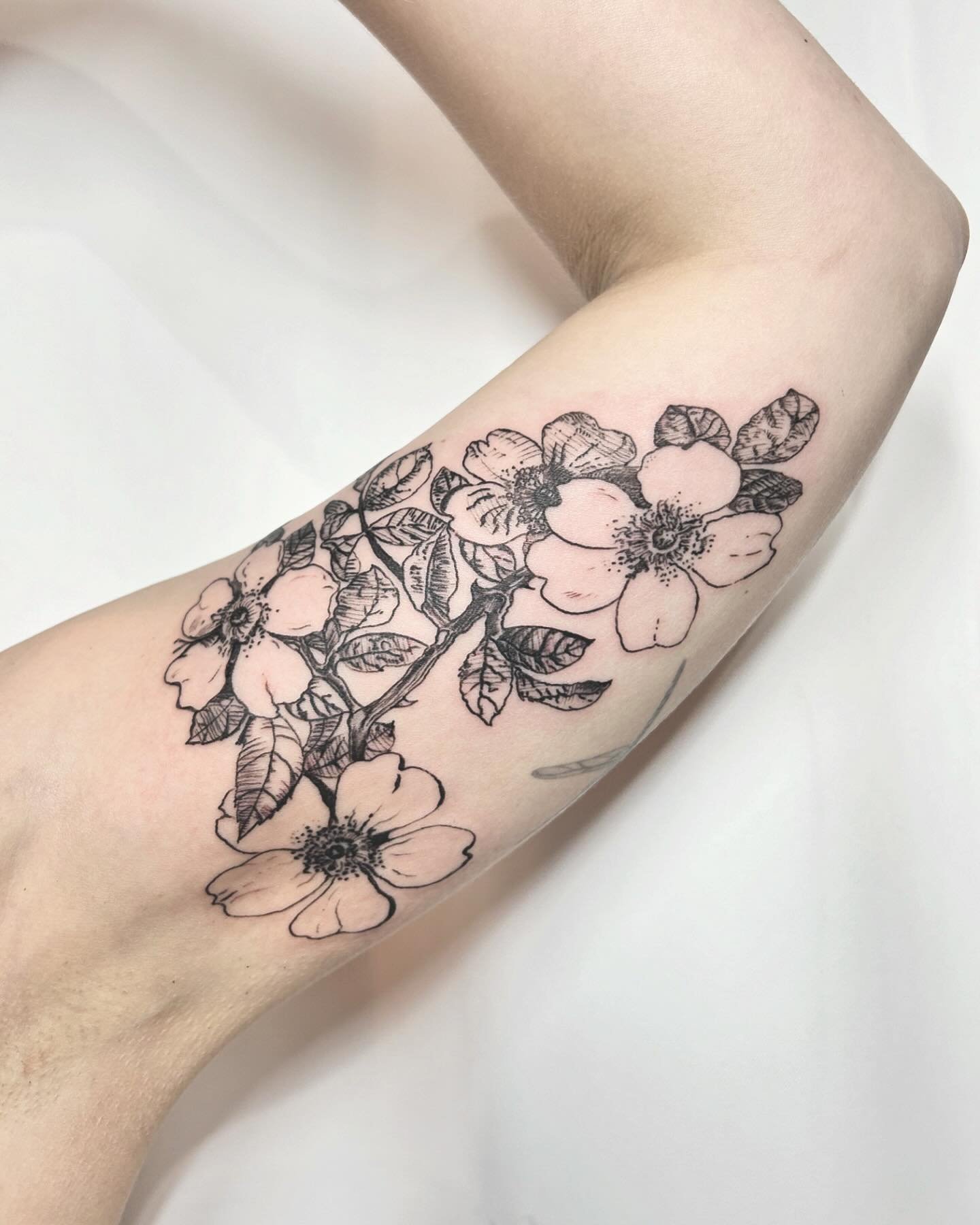 wild rose from my flash for Raven 🥀 I loooooooove tattooing these archival plant studies 
.
.
.
.
.
.
.
.
#brooklyntattoo #brookylntattooartist #williamsburgtattoo #nyctattoo #nyctattooartist #botanicaltattoo #flowertattoo #woodcuttattoo #etchingtat