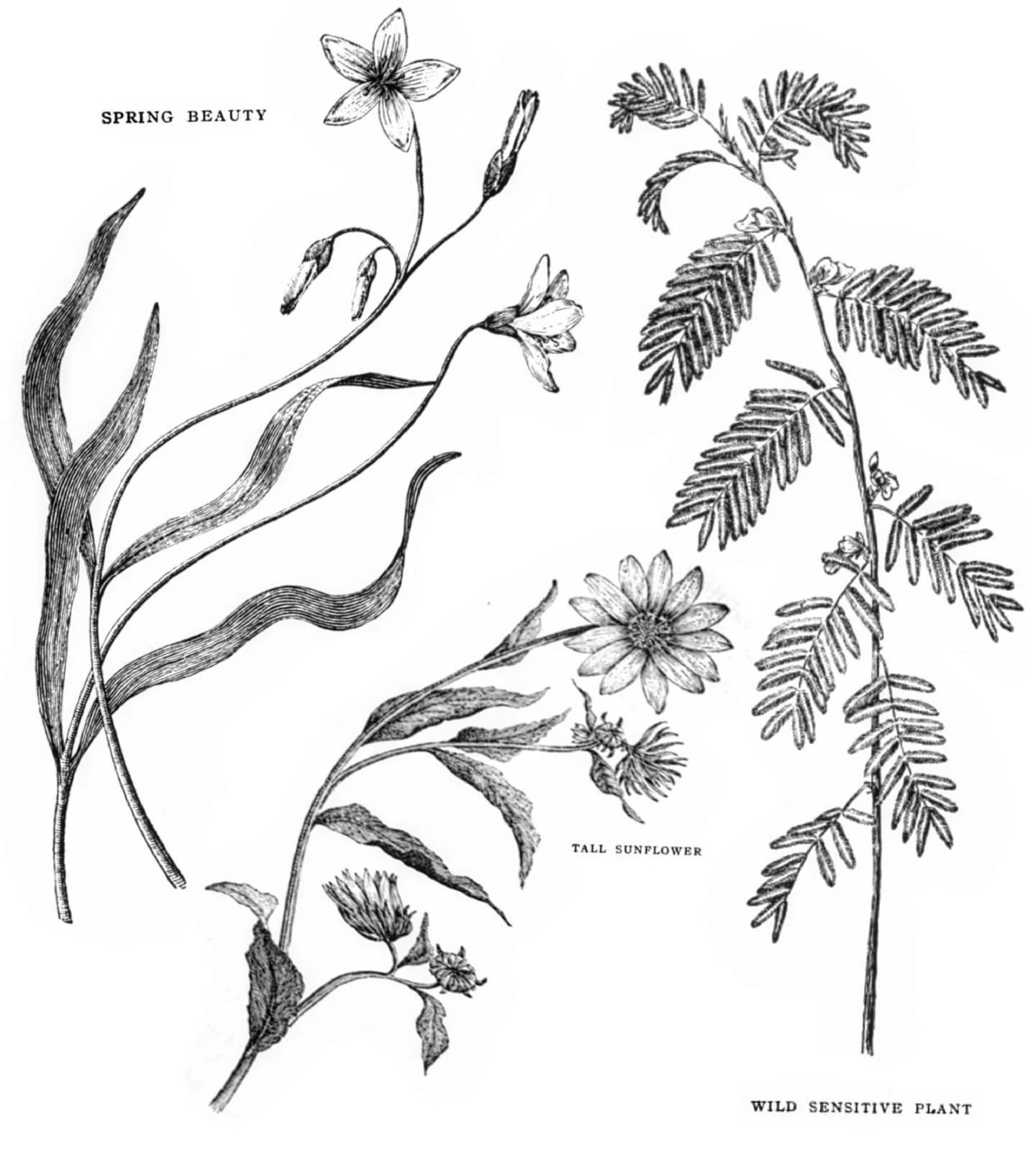 I would like to tattoo some botanical pieces please 🌻here&rsquo;s some new flash, I also love custom projects!
Dm me to book !
.
.
.
.
.
.

#brooklyntattoo #brooklyntattooartist #botanicaltattoo