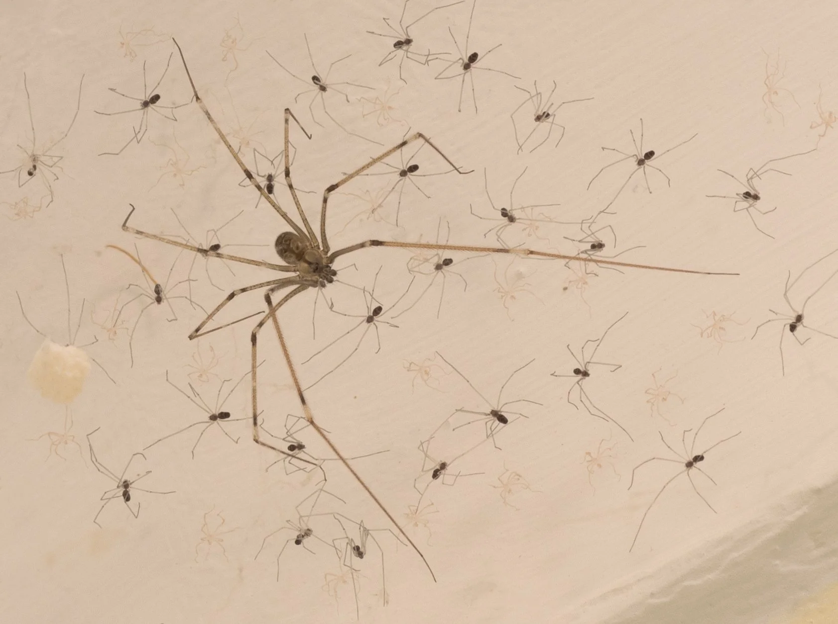 Daddy Long Legs and babies