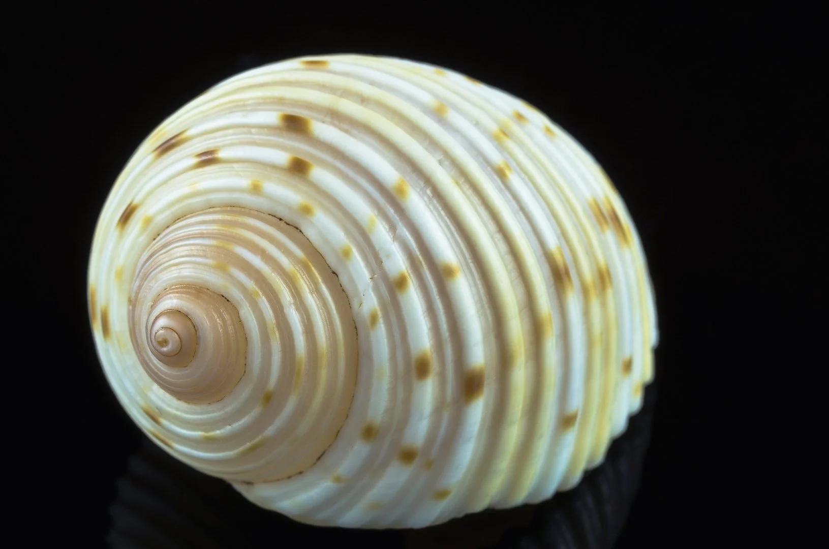 Patterned shell on black background
