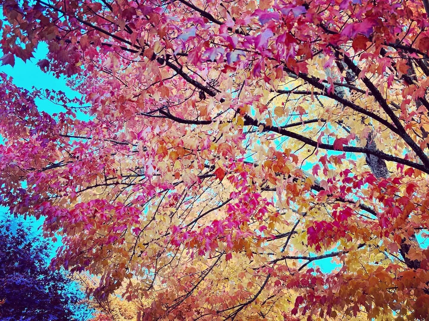 That early morning misty light during this colorful time of year. 🍁