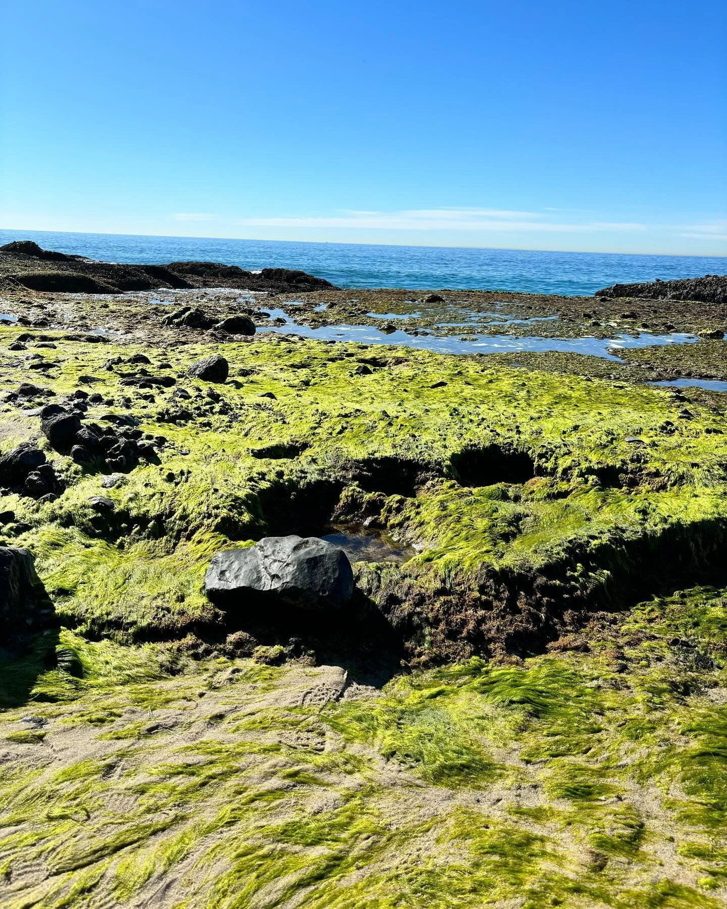 I always get lit up when I glimpse the ocean, especially tide pools. Never ending hidden nooks to explore, treasures to see. All awash with that humbling feeling of wonder and awe. Thank you California for your beauty.