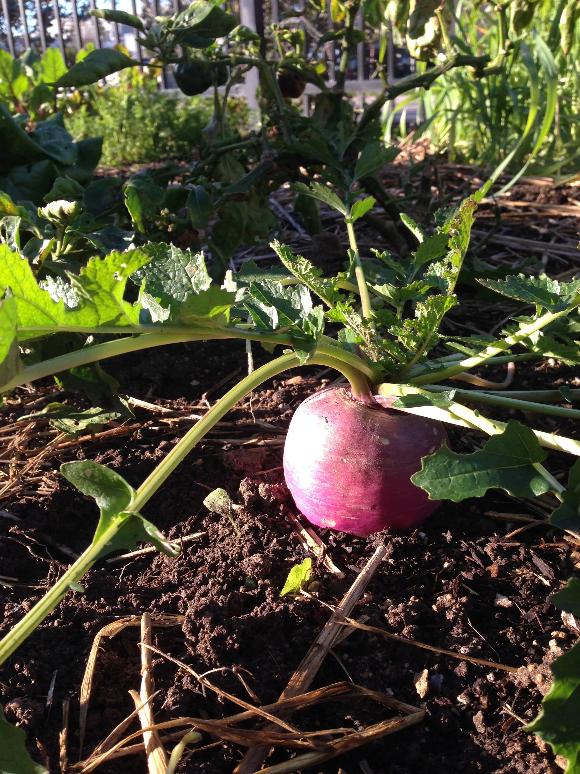 Garden Radish