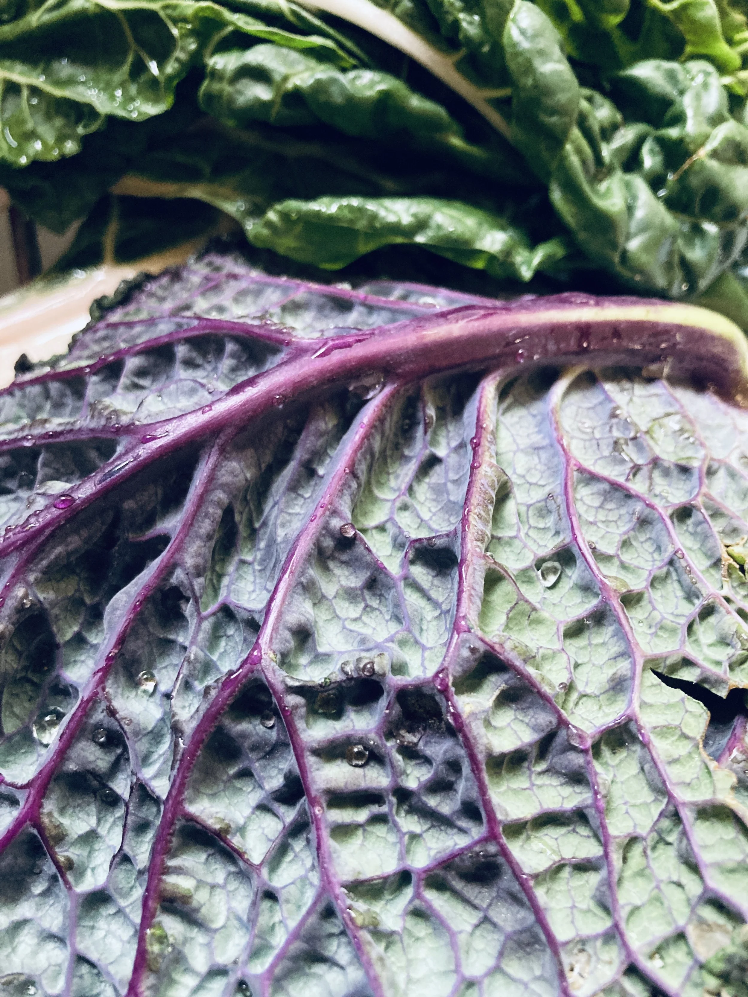 Beautiful Purple Cabbage