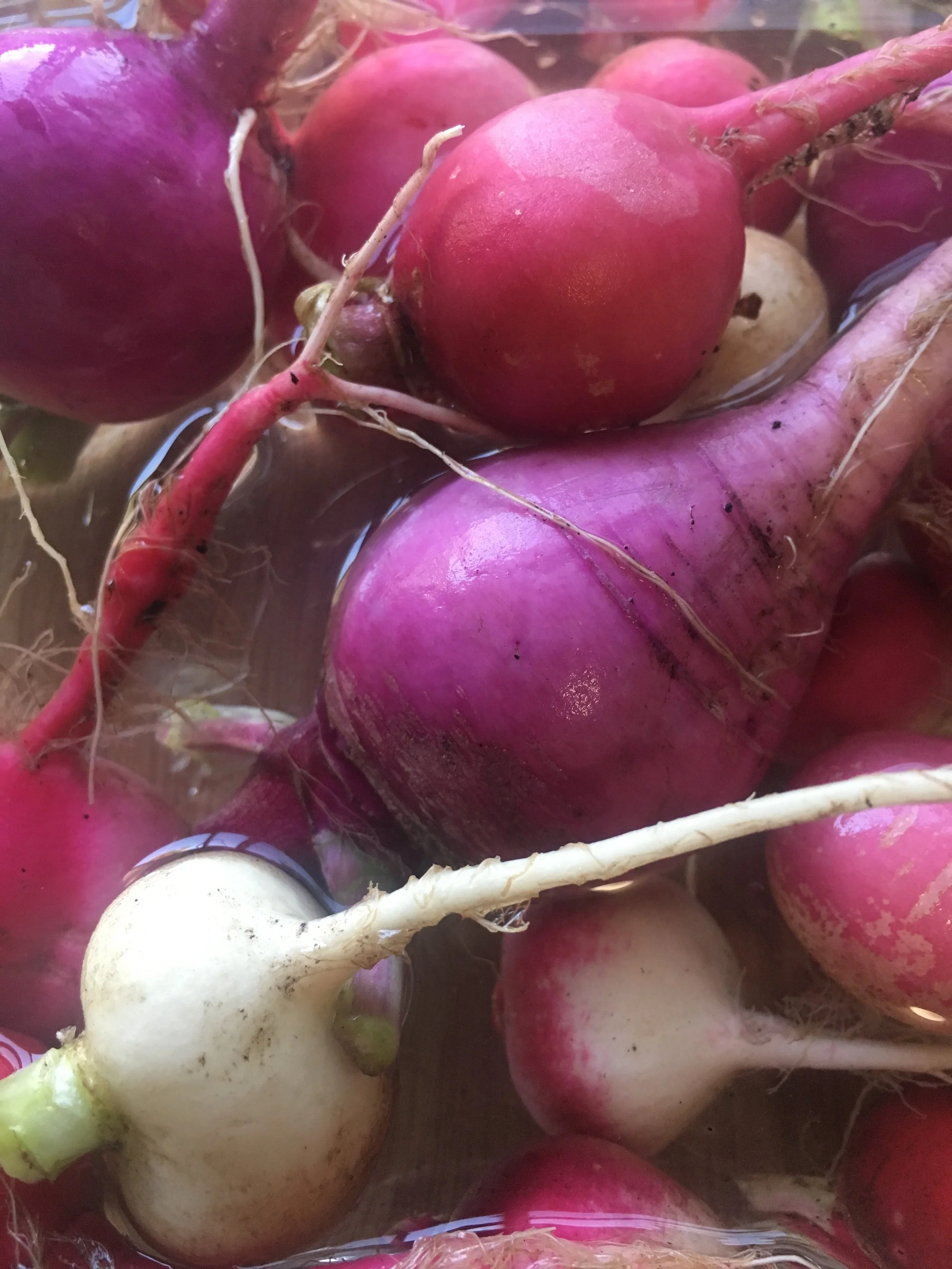 Easter Egg Radish