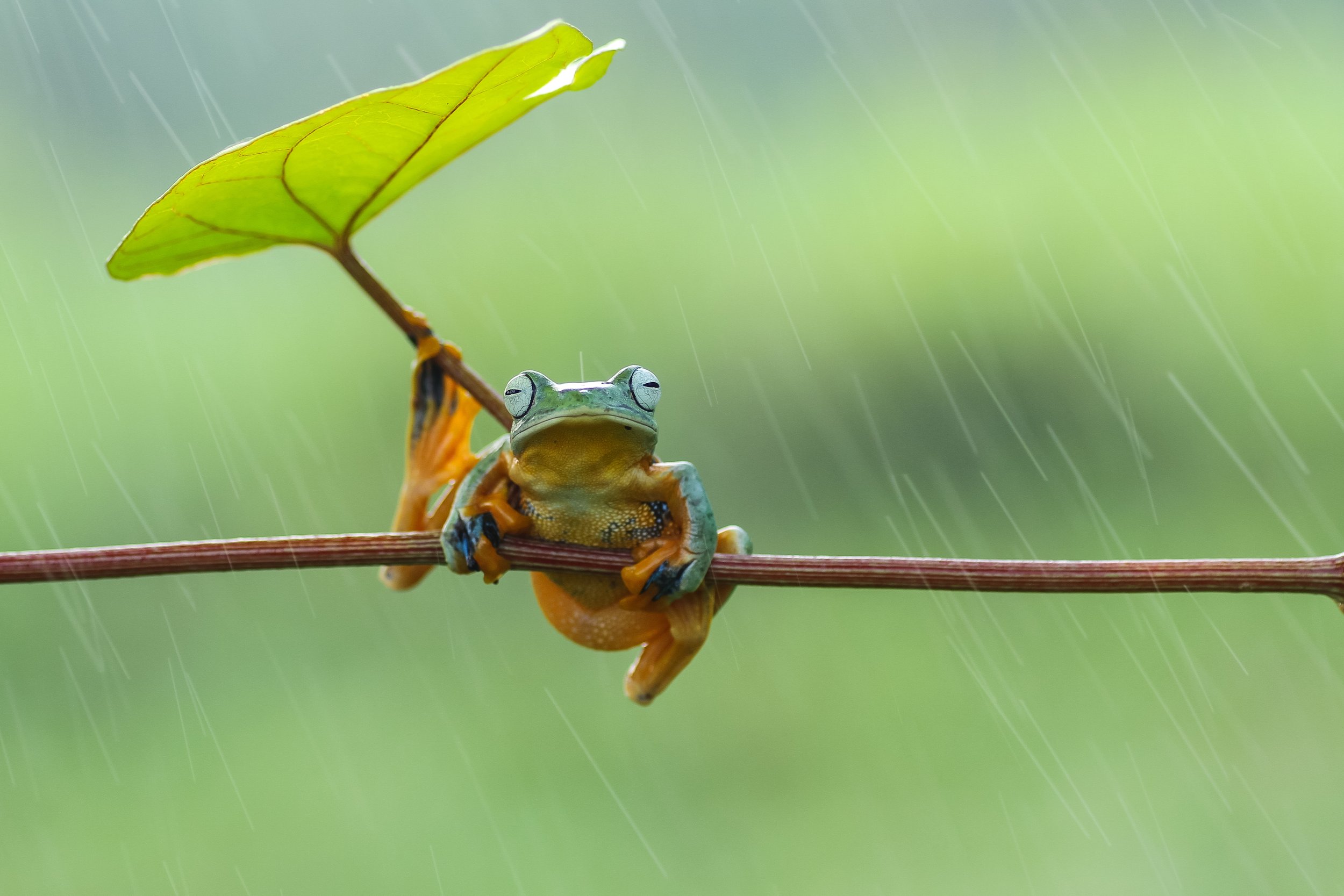 frog-with-rain-2022-11-02-17-38-02-utc.jpg