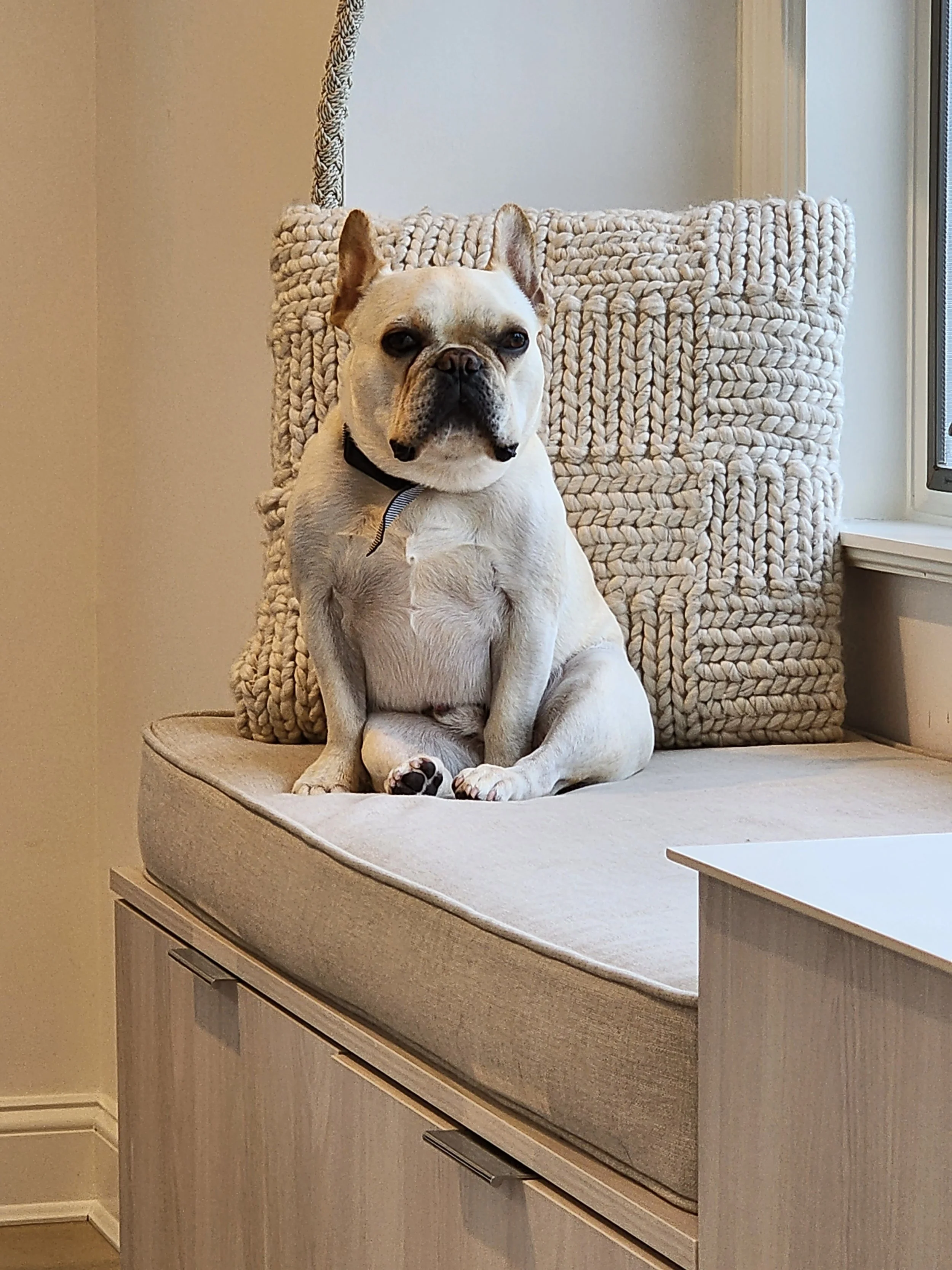 Designing For Dogs — Fresh Design Group