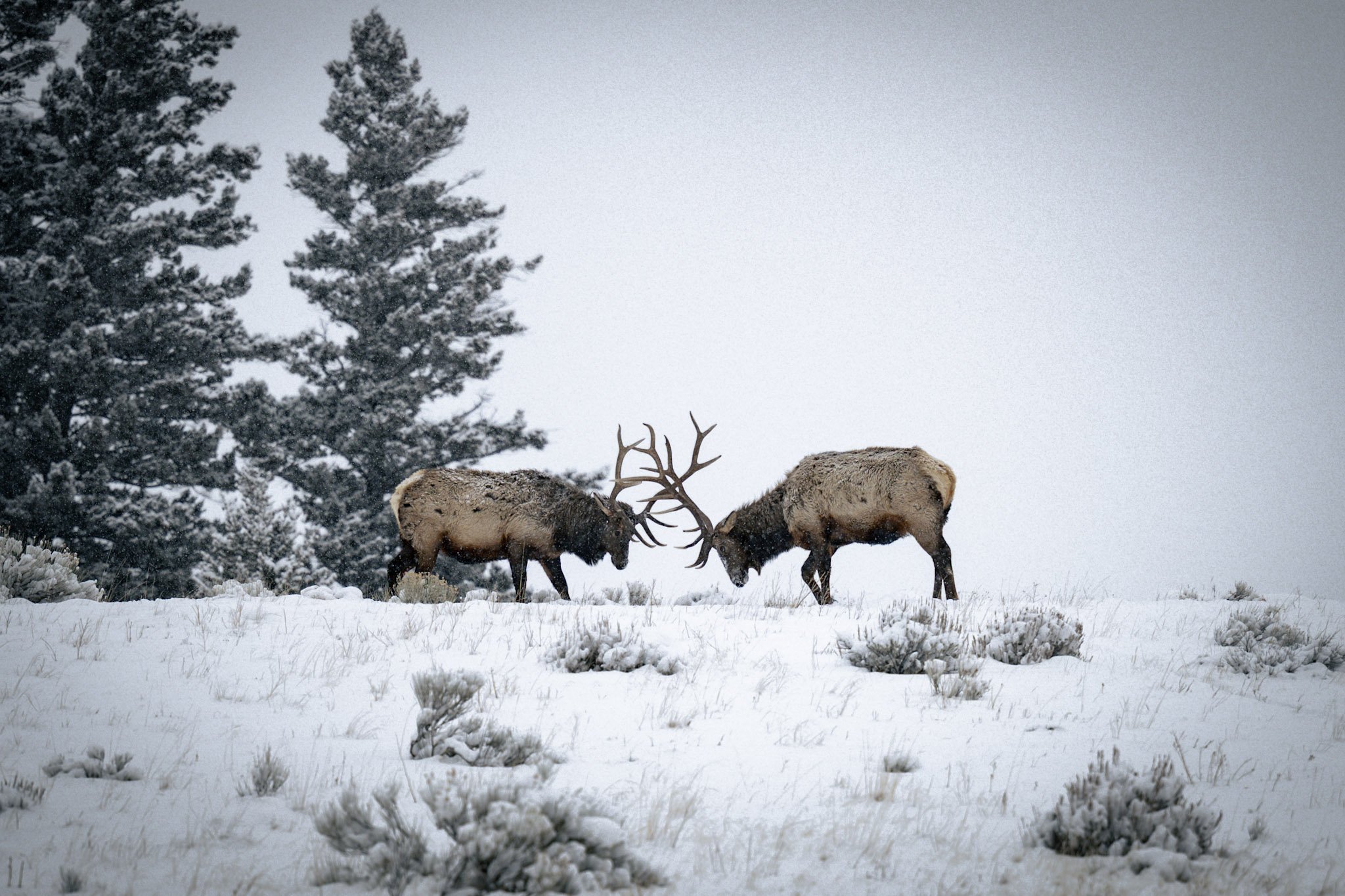 _DSC0317 (2).jpg
