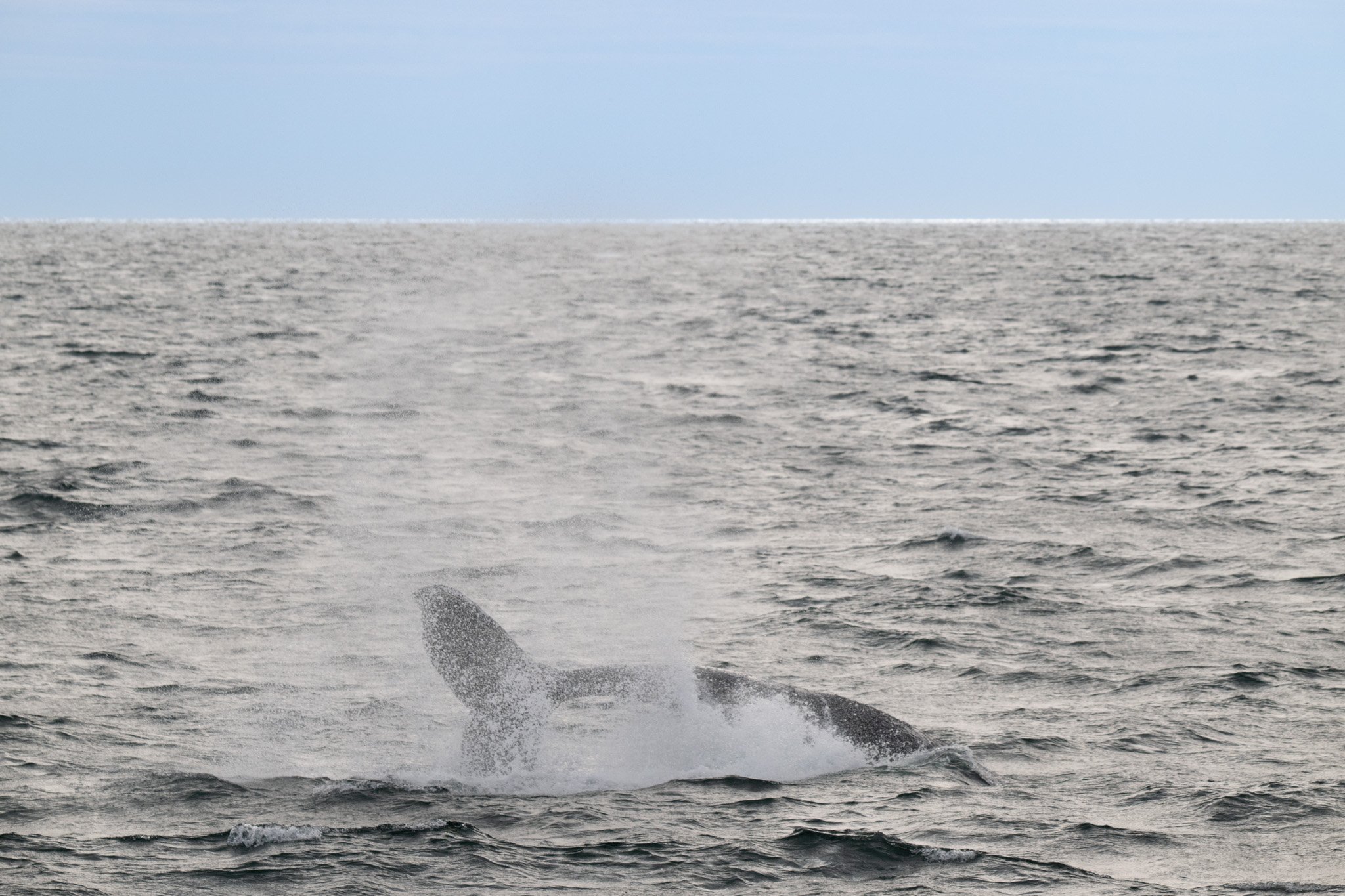 DSC_5172.jpg
