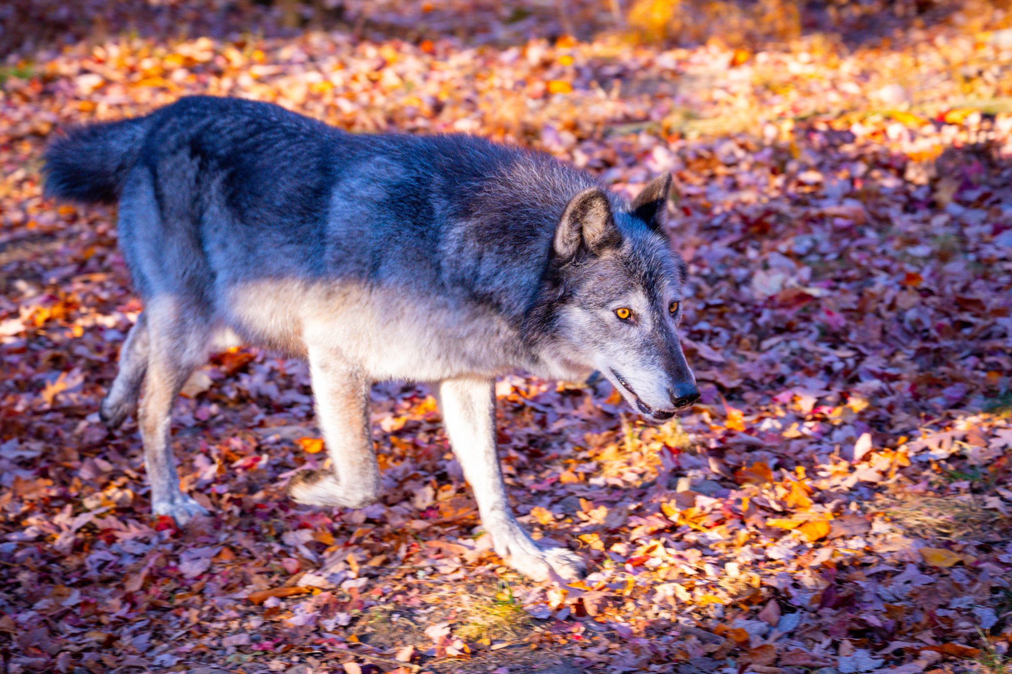DSC_3045.jpg