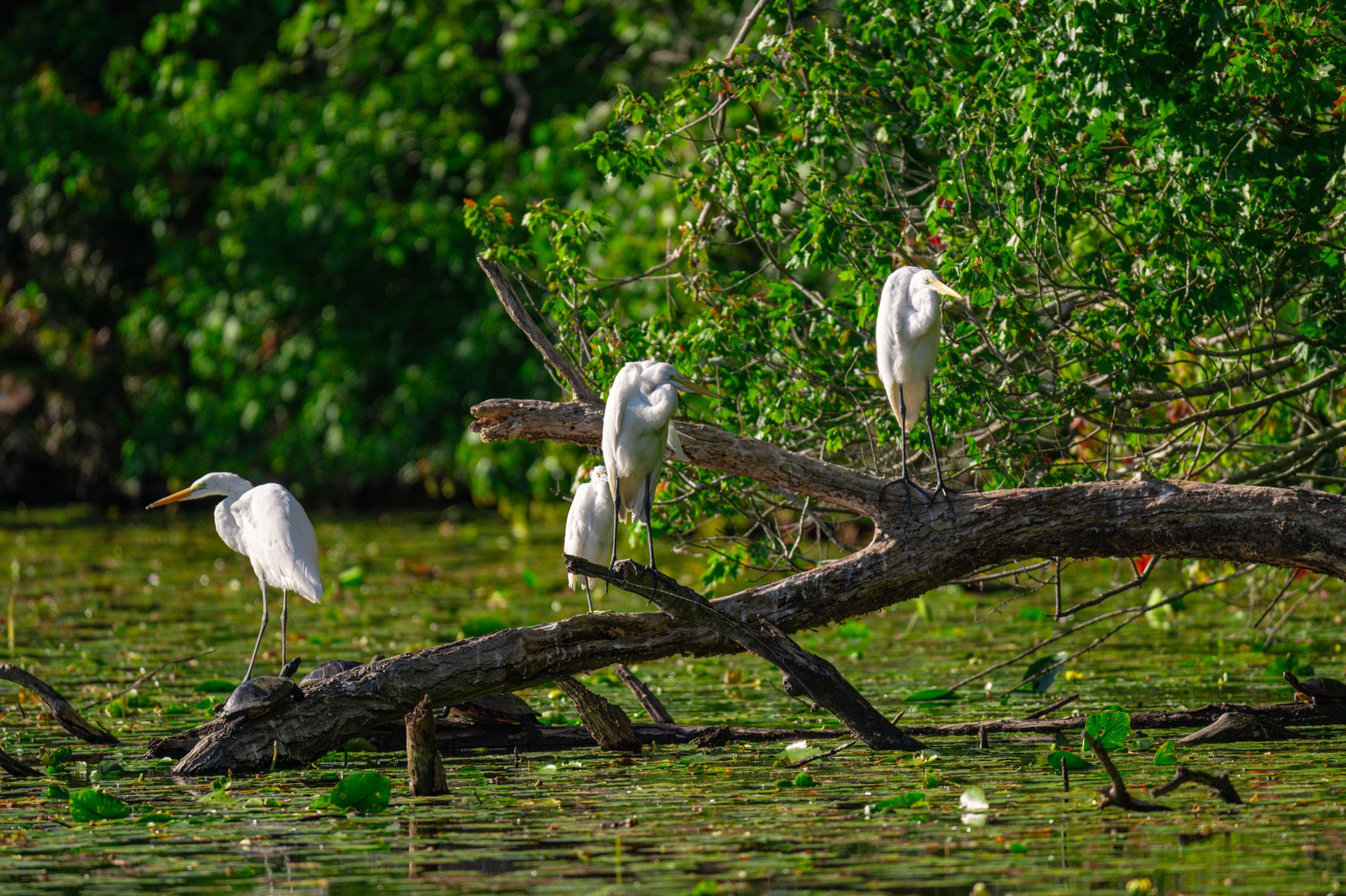 DSC_3456.jpg