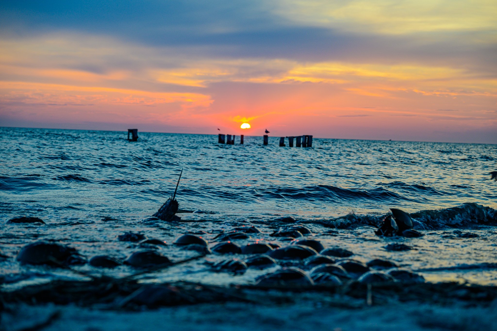DSC_2735.jpg