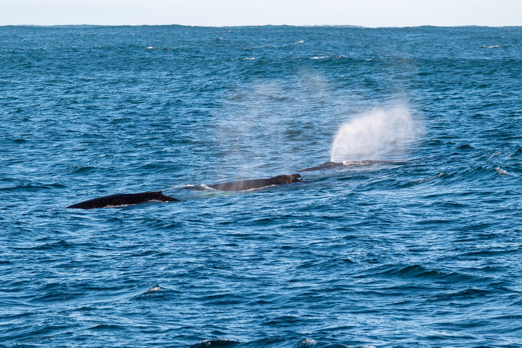 DSC_4171.jpg