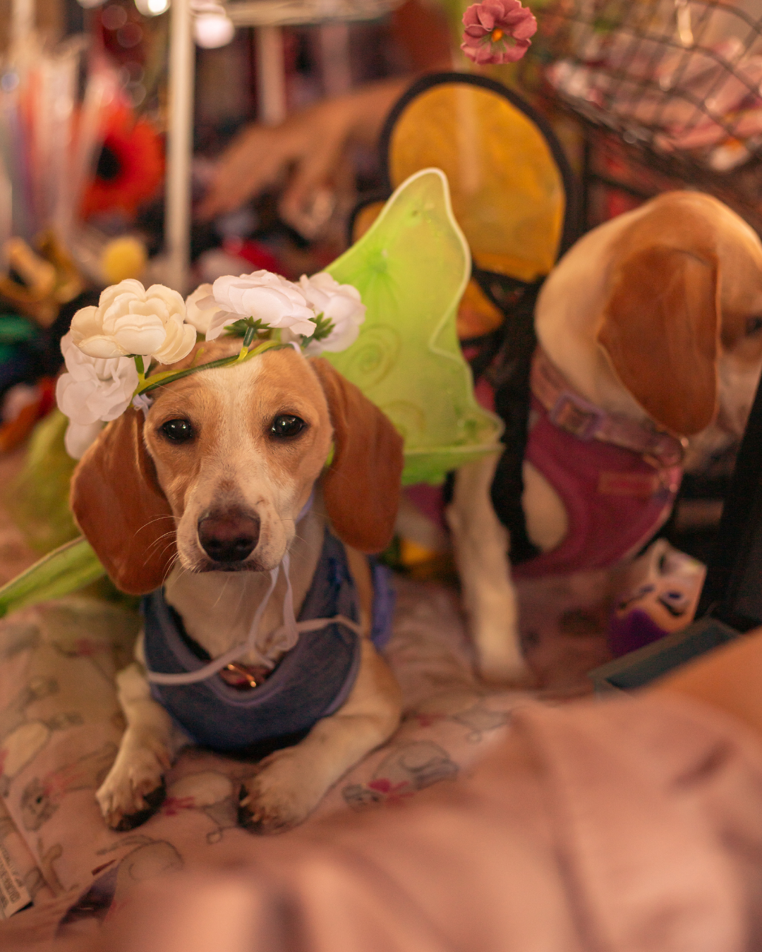 2025 Spring Fae Festival — Divine Sundays