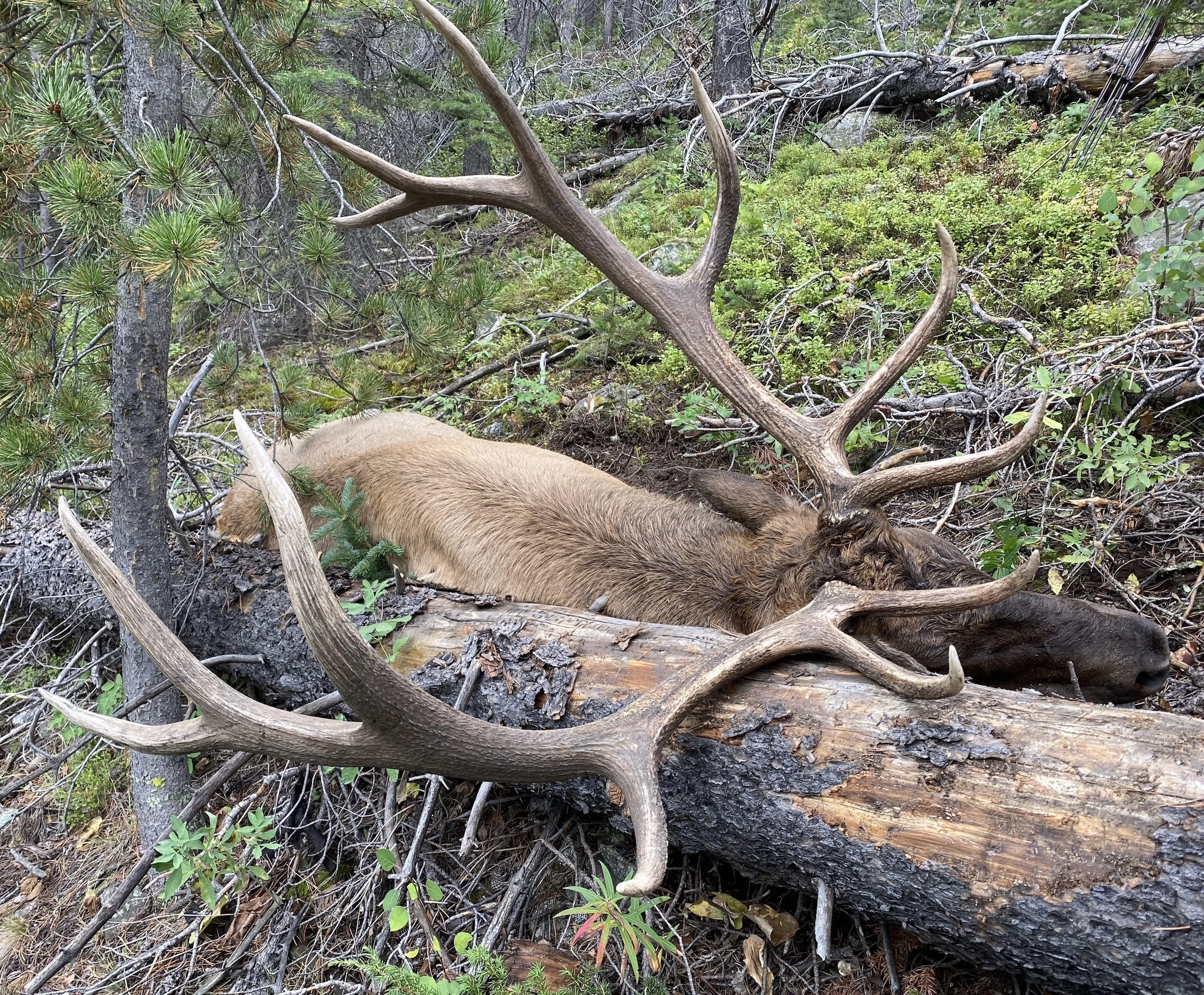 Joshua Gallant's 650lb Colorado Bull. Shot on his 2021 solo elk hunt (at 62 years old!) armed only with his Toelke SS recurve, 54lbs, got it done with a 35 yard shot. Full pass-through with an Abowyer Brown Bear head.