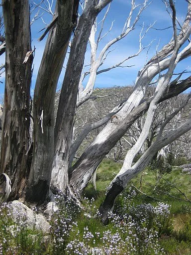 Snowgum-on-the-Porcupine-Walk1.jpg