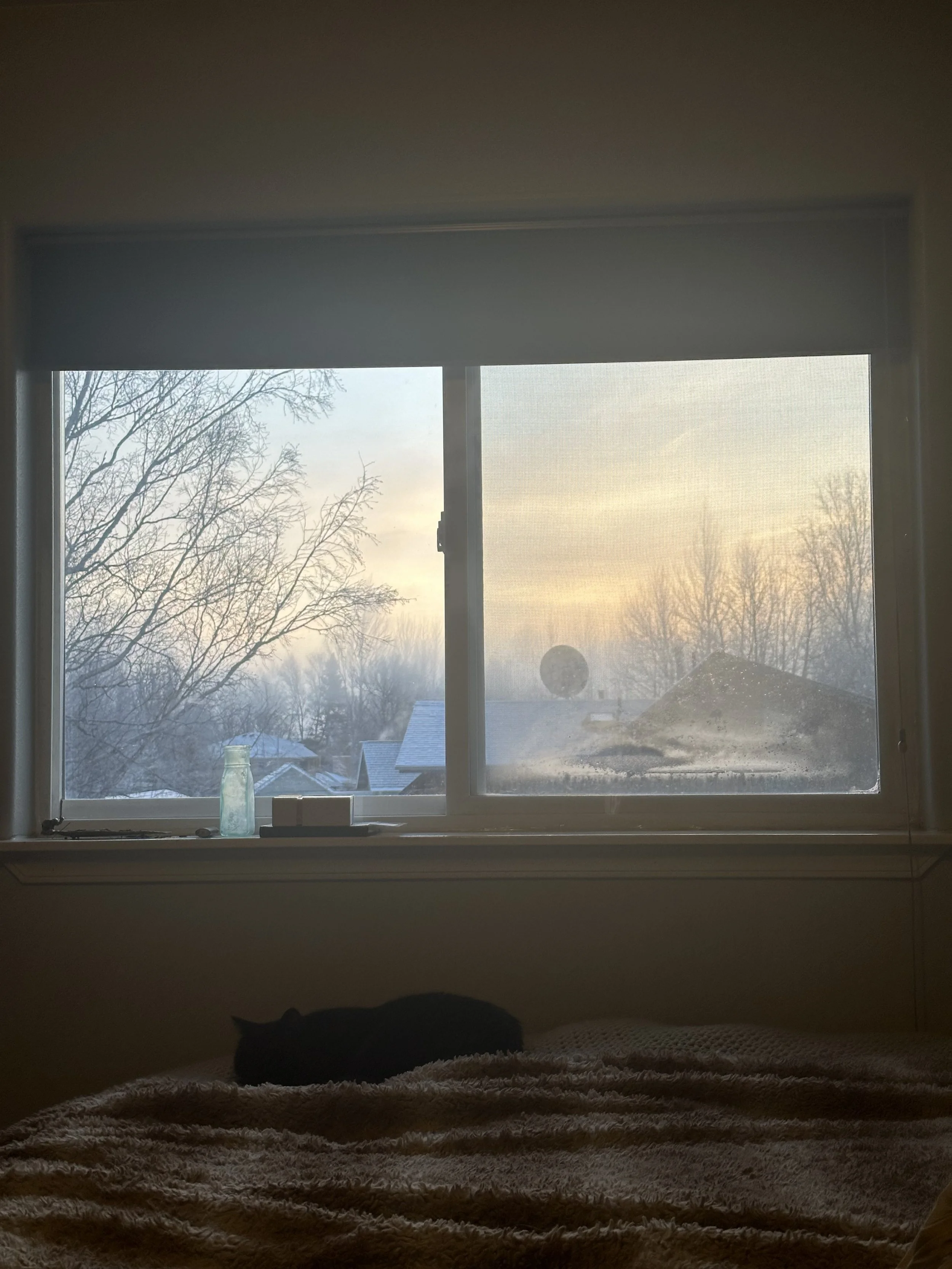 cat sleeping on a bed