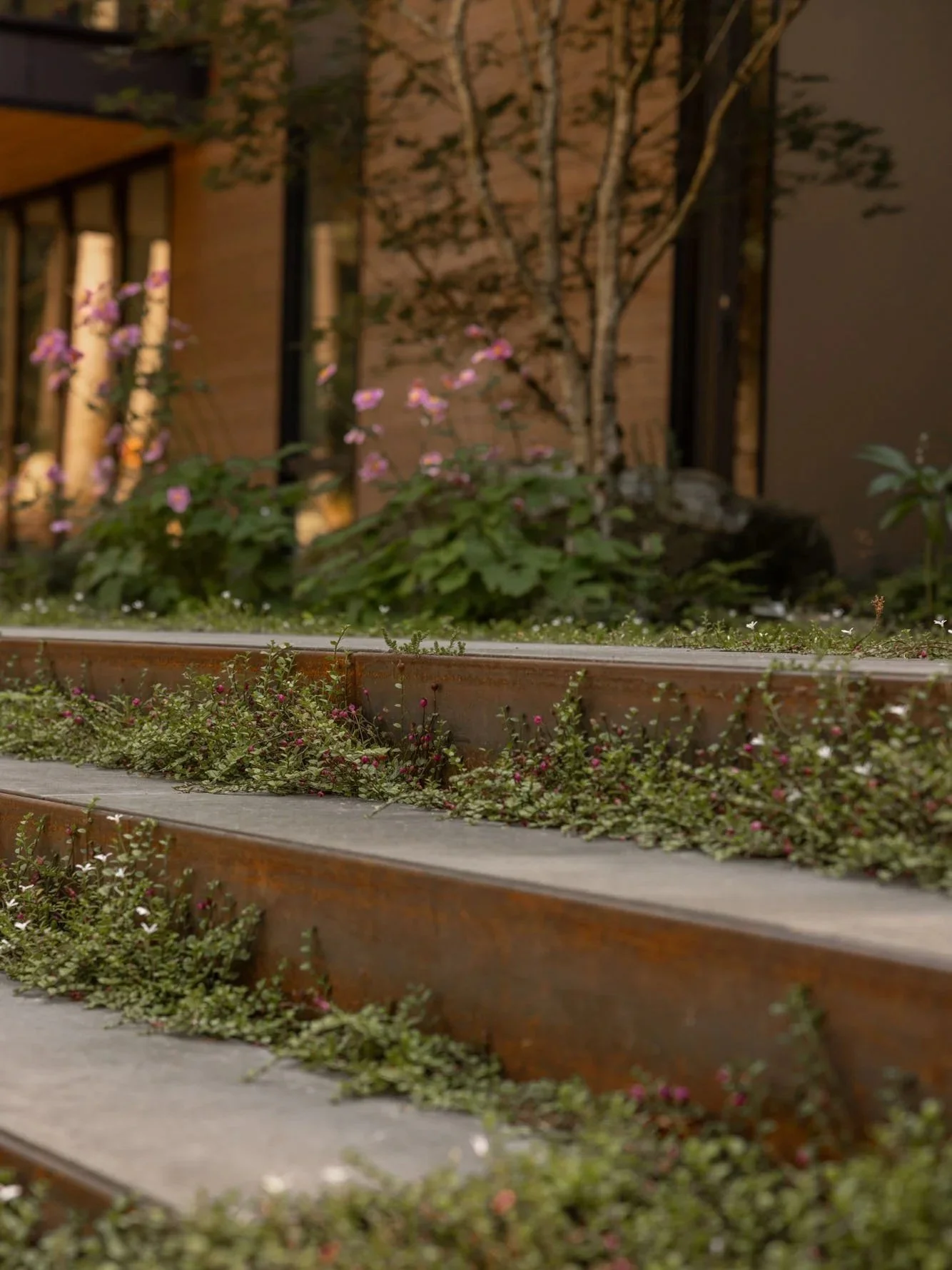 Exterior terrace steps with corten steel risers, planted treads
