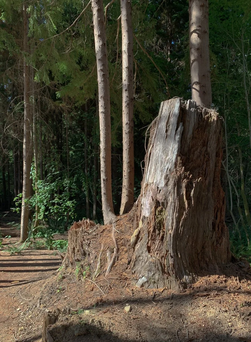 WEB-WH-NB Stump.jpg