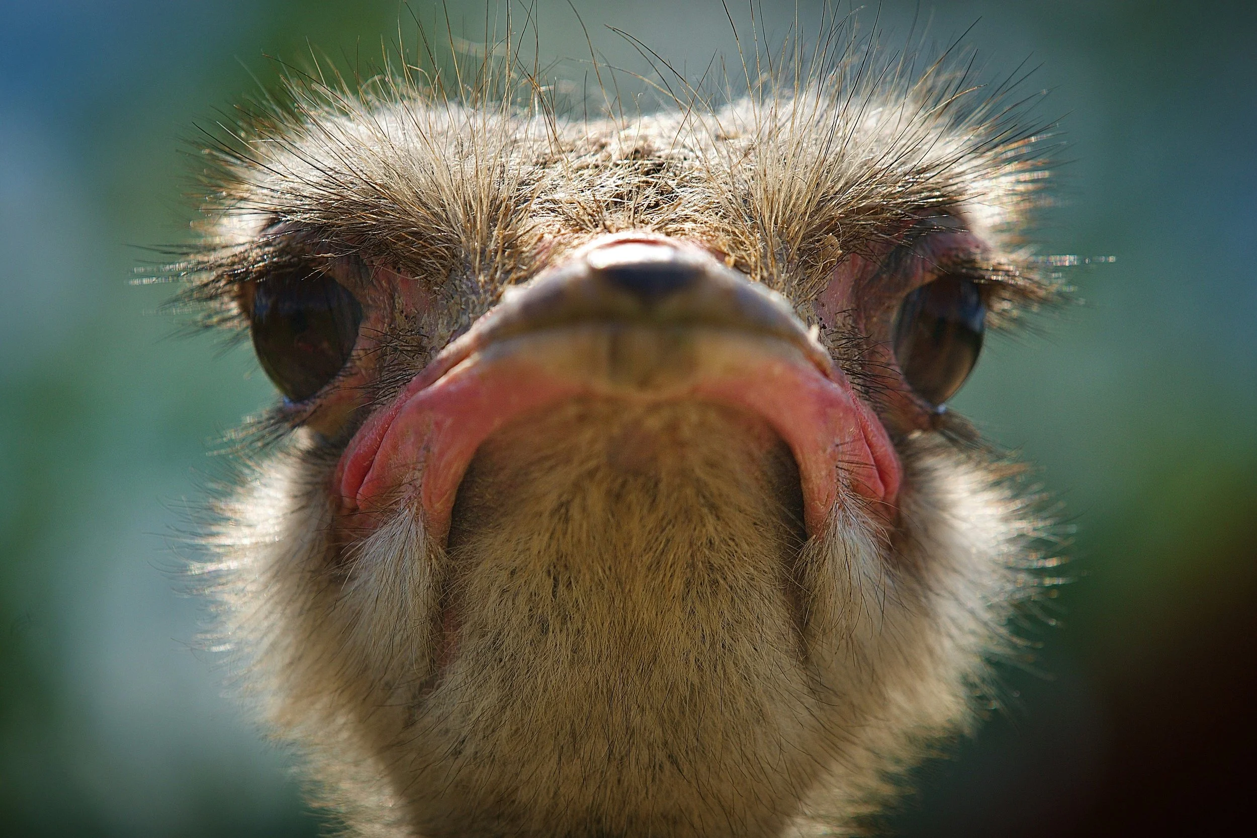 An ostrich staring at the camera