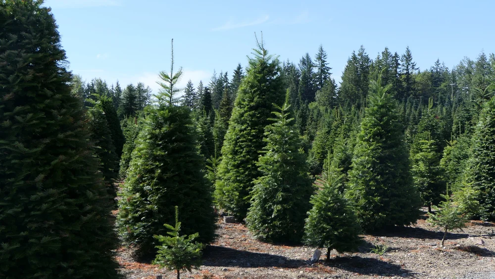 Gallery 3 — Shining Star Tree Farm + Venue