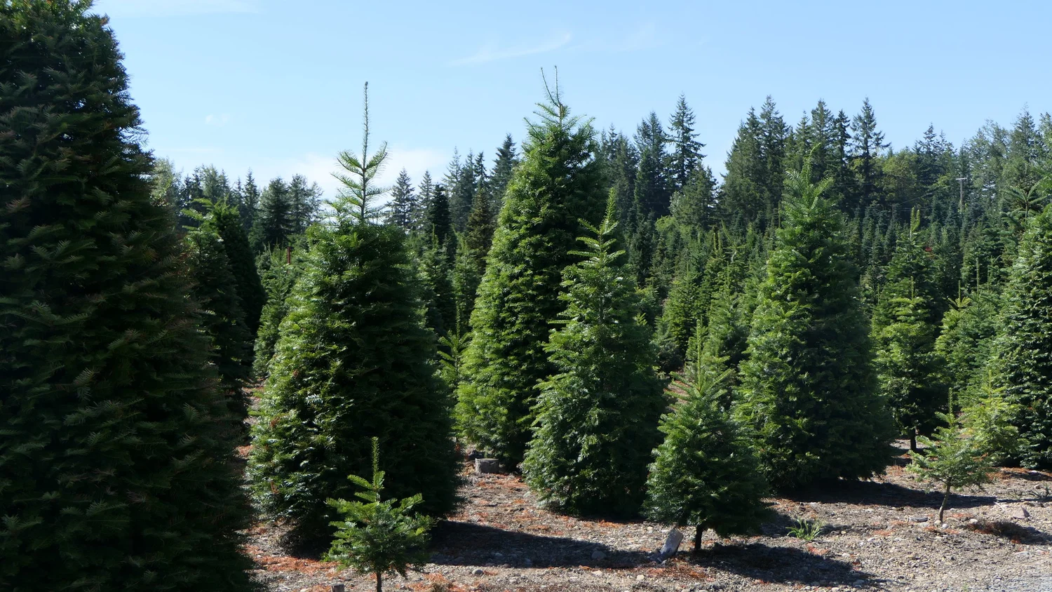 Gallery 3 — Shining Star Tree Farm + Venue