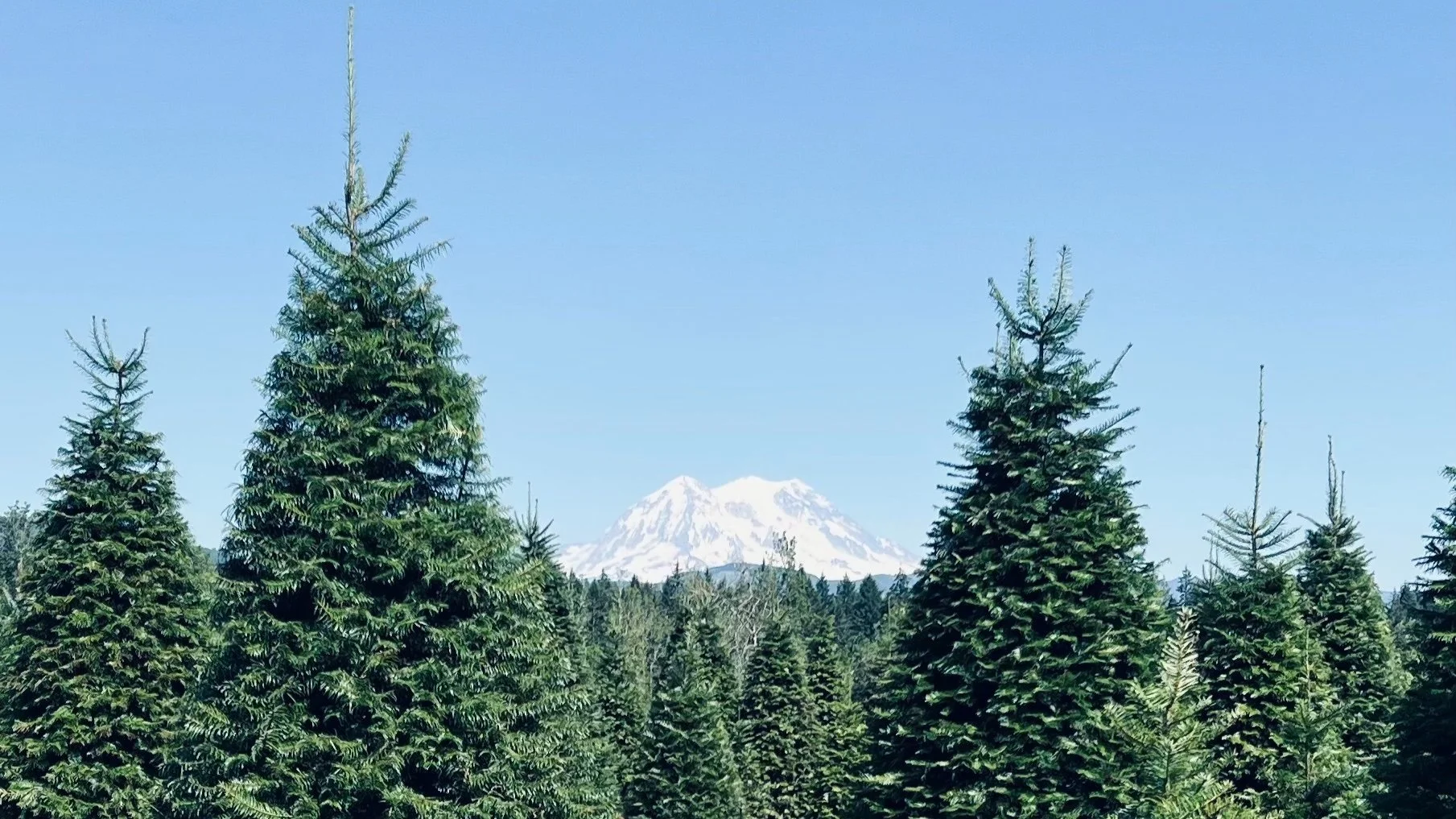 Shining Star Tree Farm + Venue