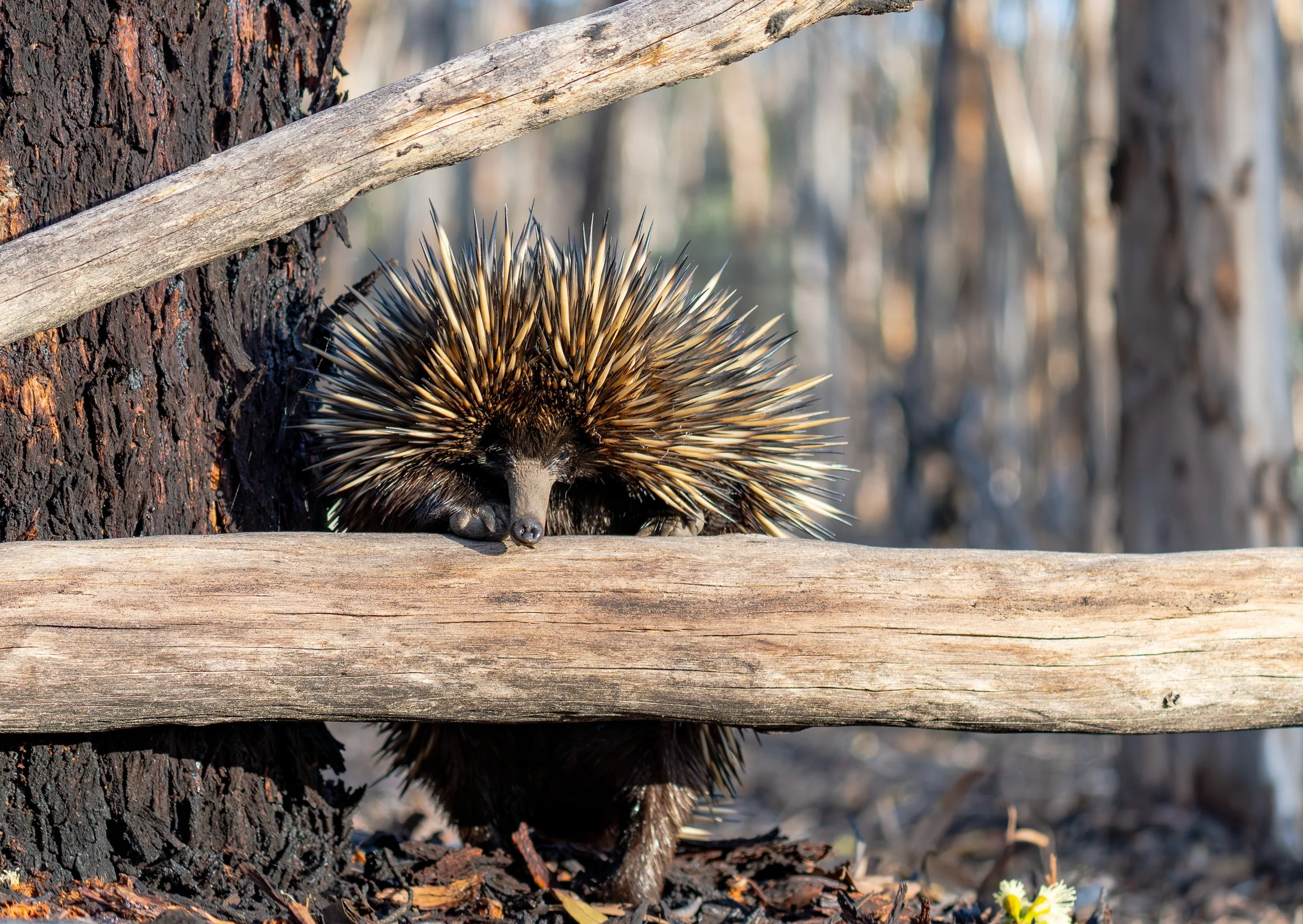 European hedgehog with spiky fur, walking on ground among fallen leaves, with a large log and tree trunk in the forest.