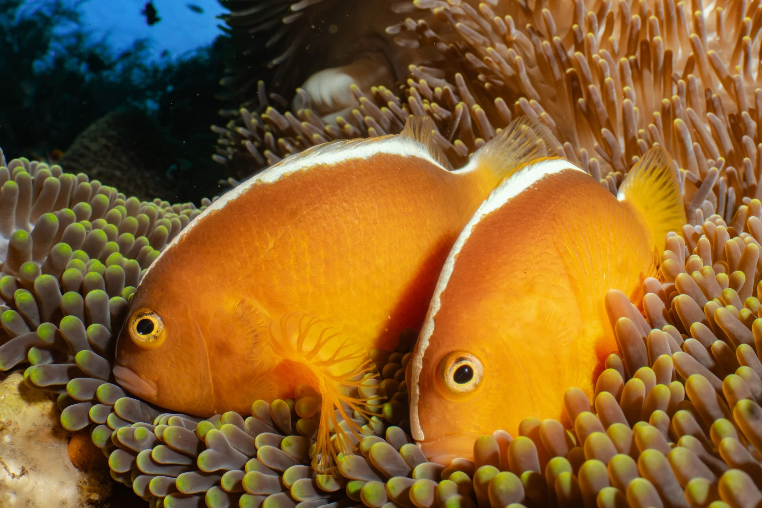 Two orange clownfish swimming among sea anemone tentacles underwater.