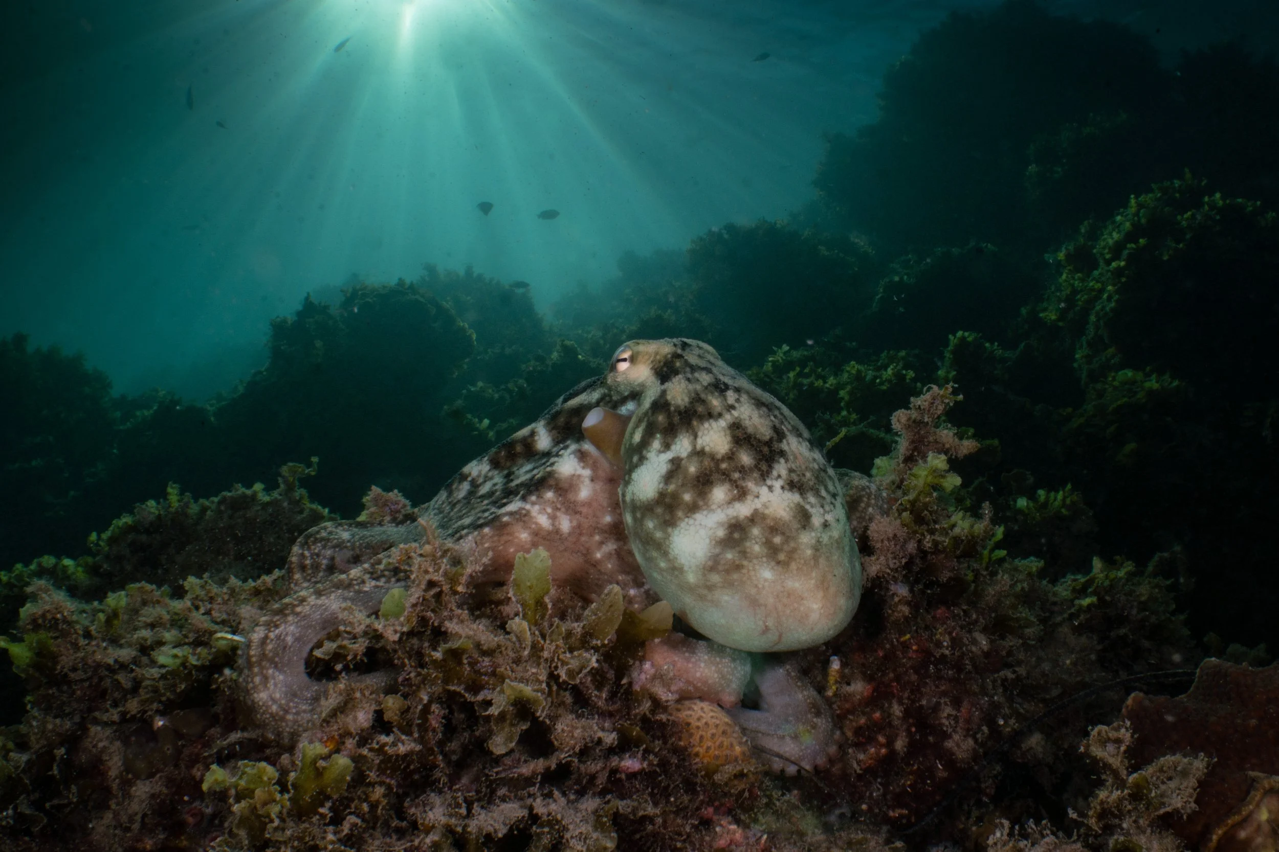 Underwater scene with a camouflaged octopus among coral, sunlight streaming down from above.