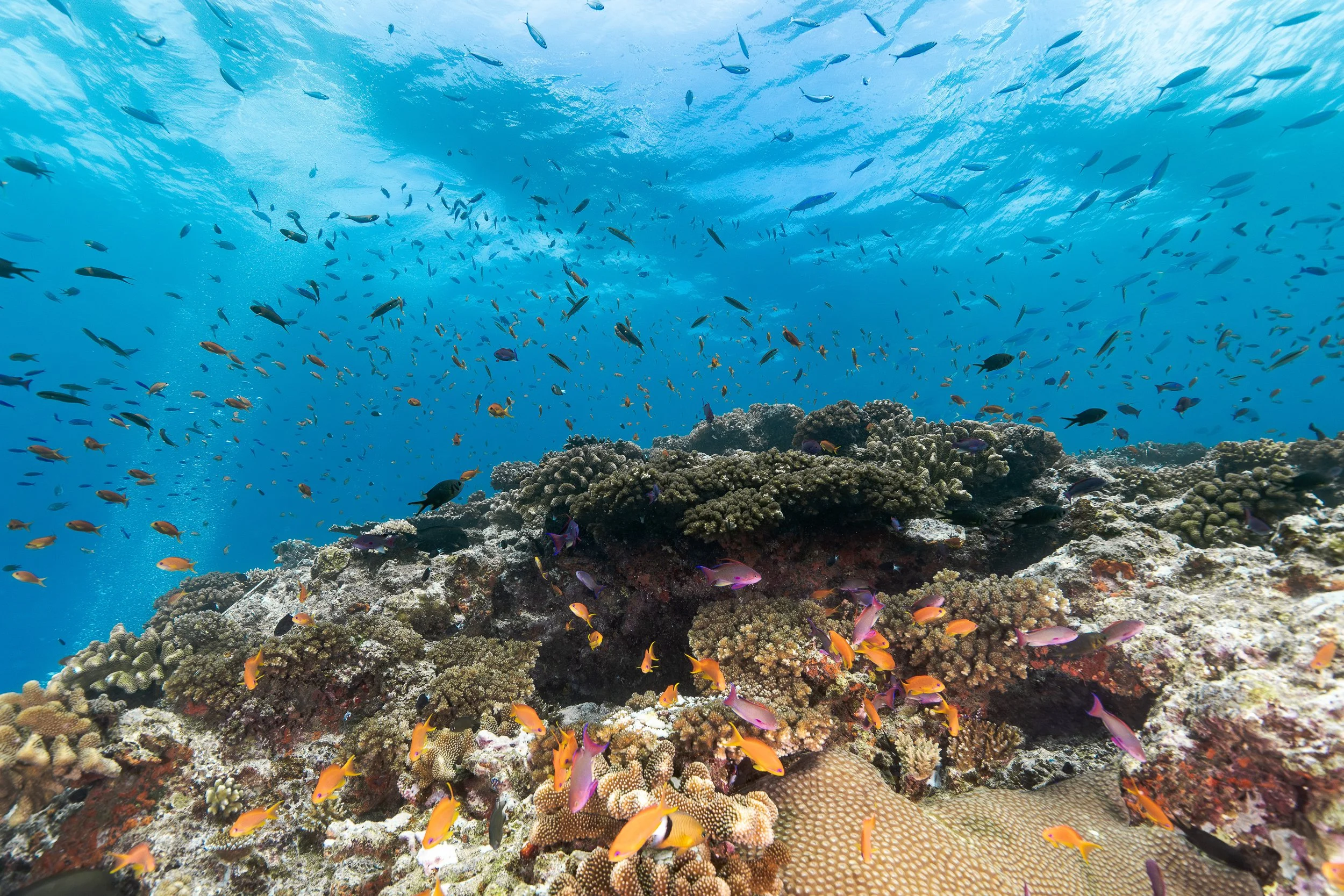 Vibrant Reef