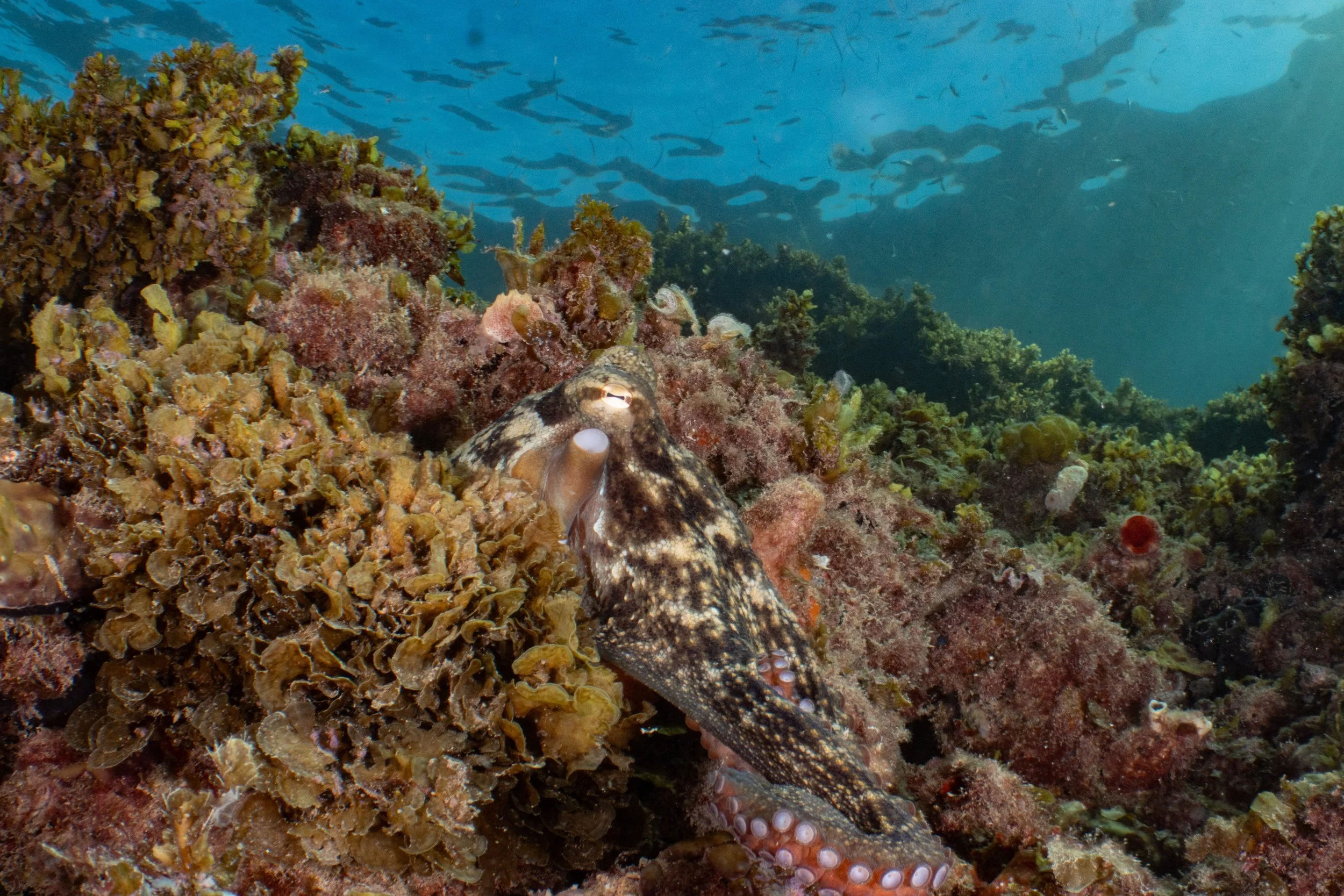 An underwater scene featuring a camouflaged octopus blending in with colorful coral reef and marine life.