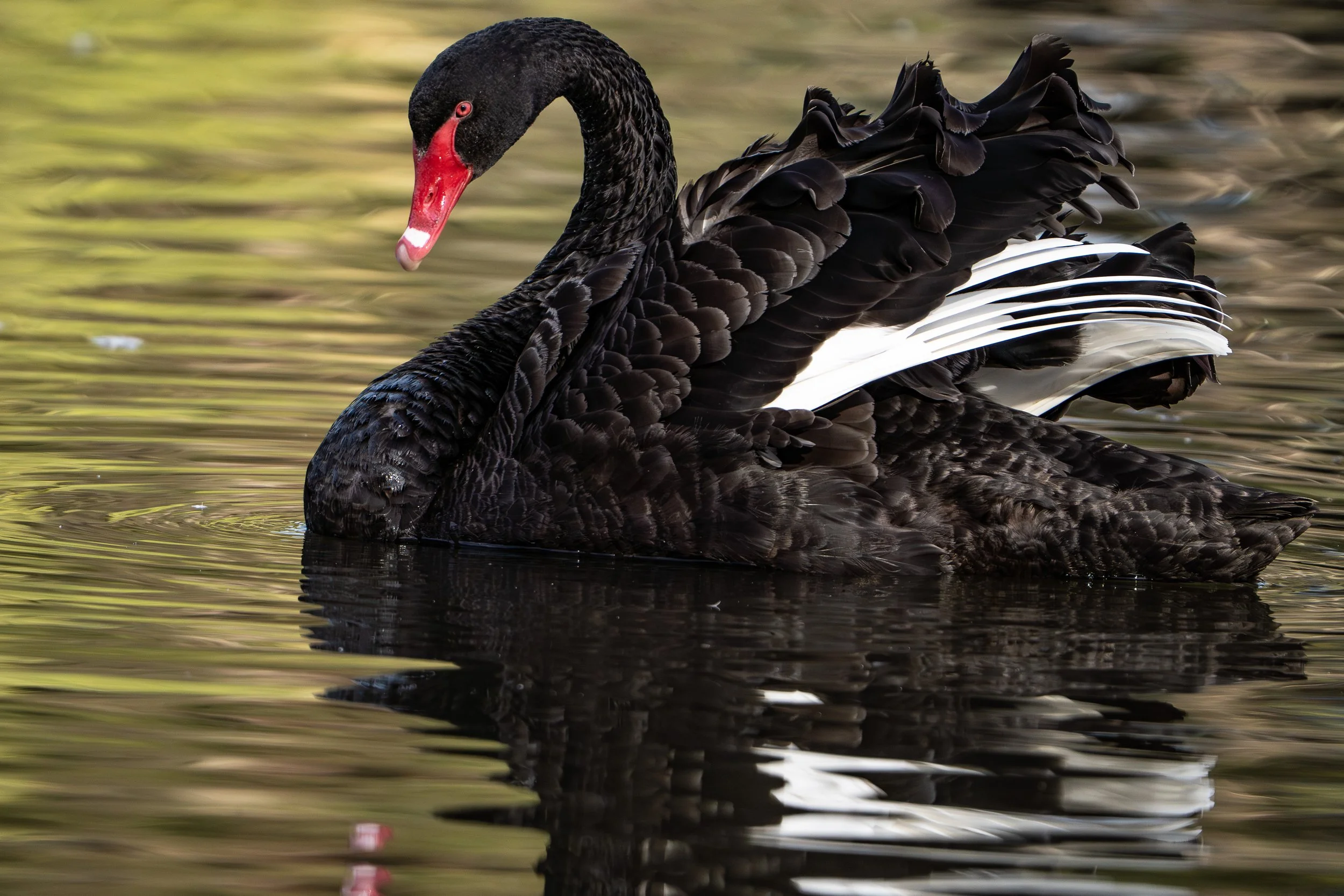 A black swan swimming on water with a reflection of its body.