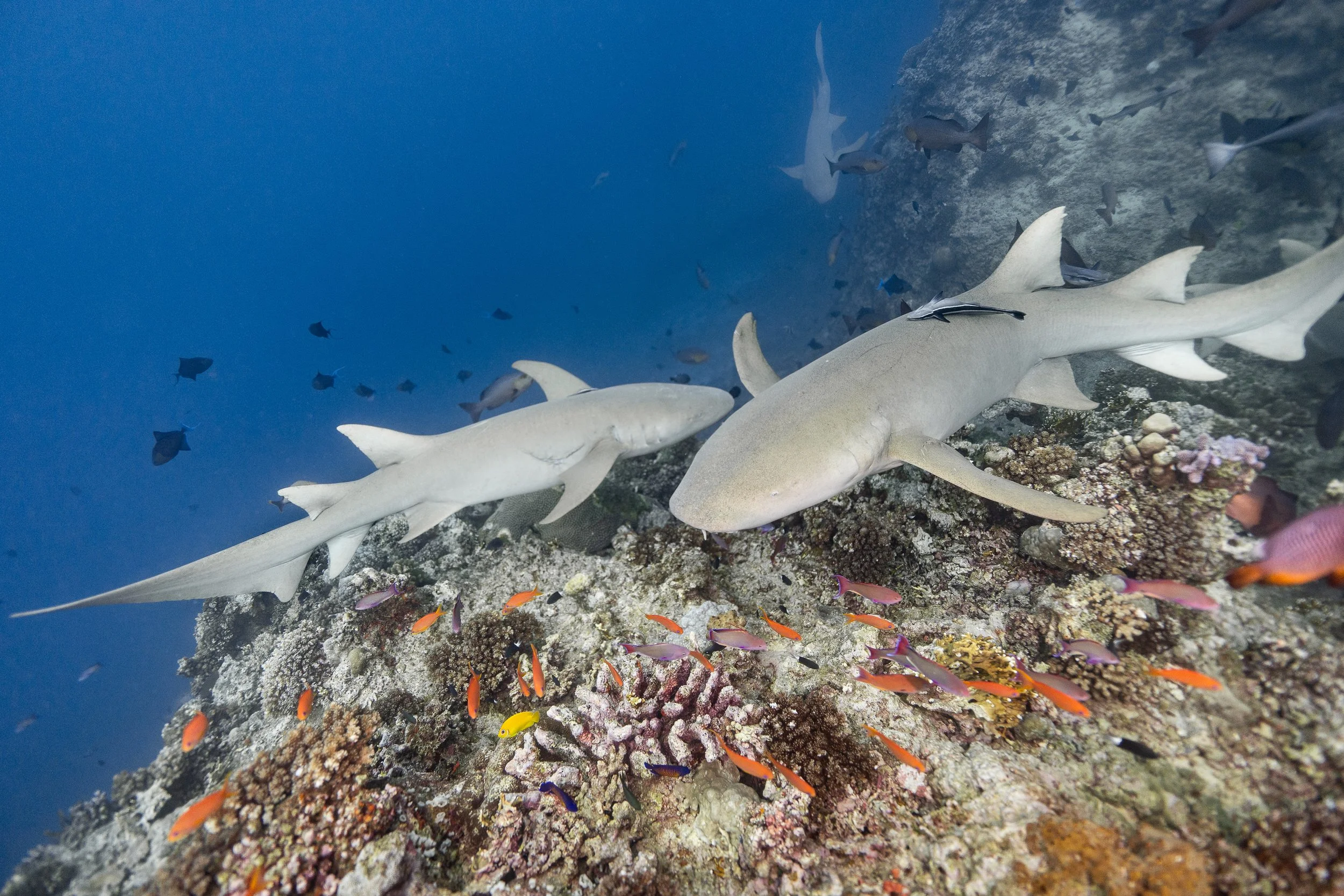 Underwater scene featuring two sharks swimming above a coral reef with colorful fish.