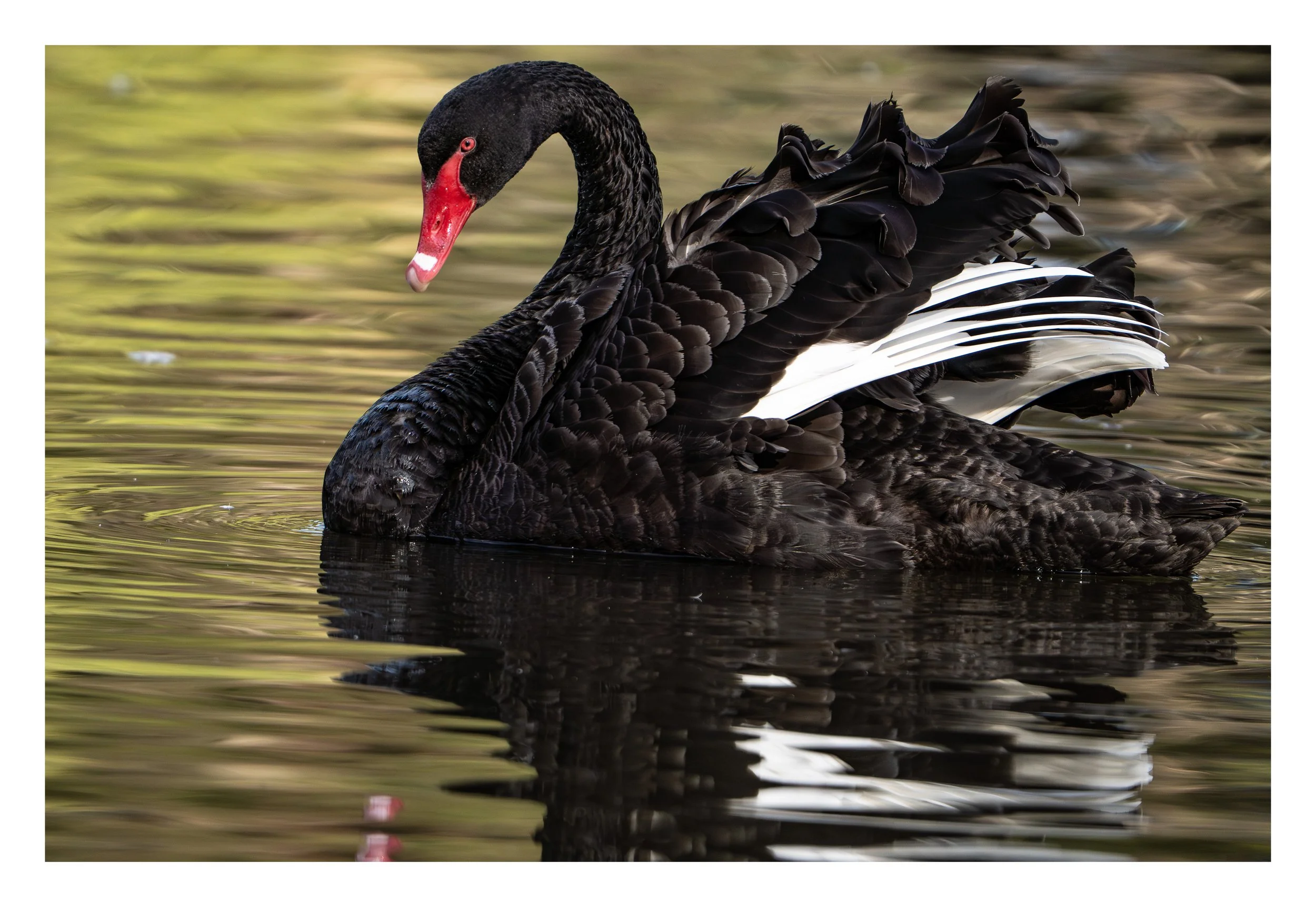 Wings-1_bordered.jpg