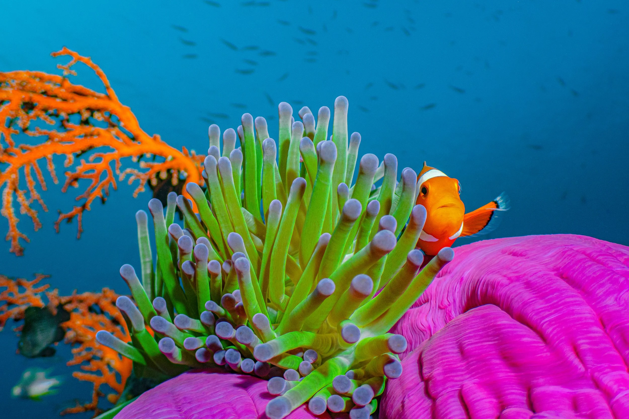 Colorful underwater scene with a clownfish among sea anemone, coral, and marine flora.