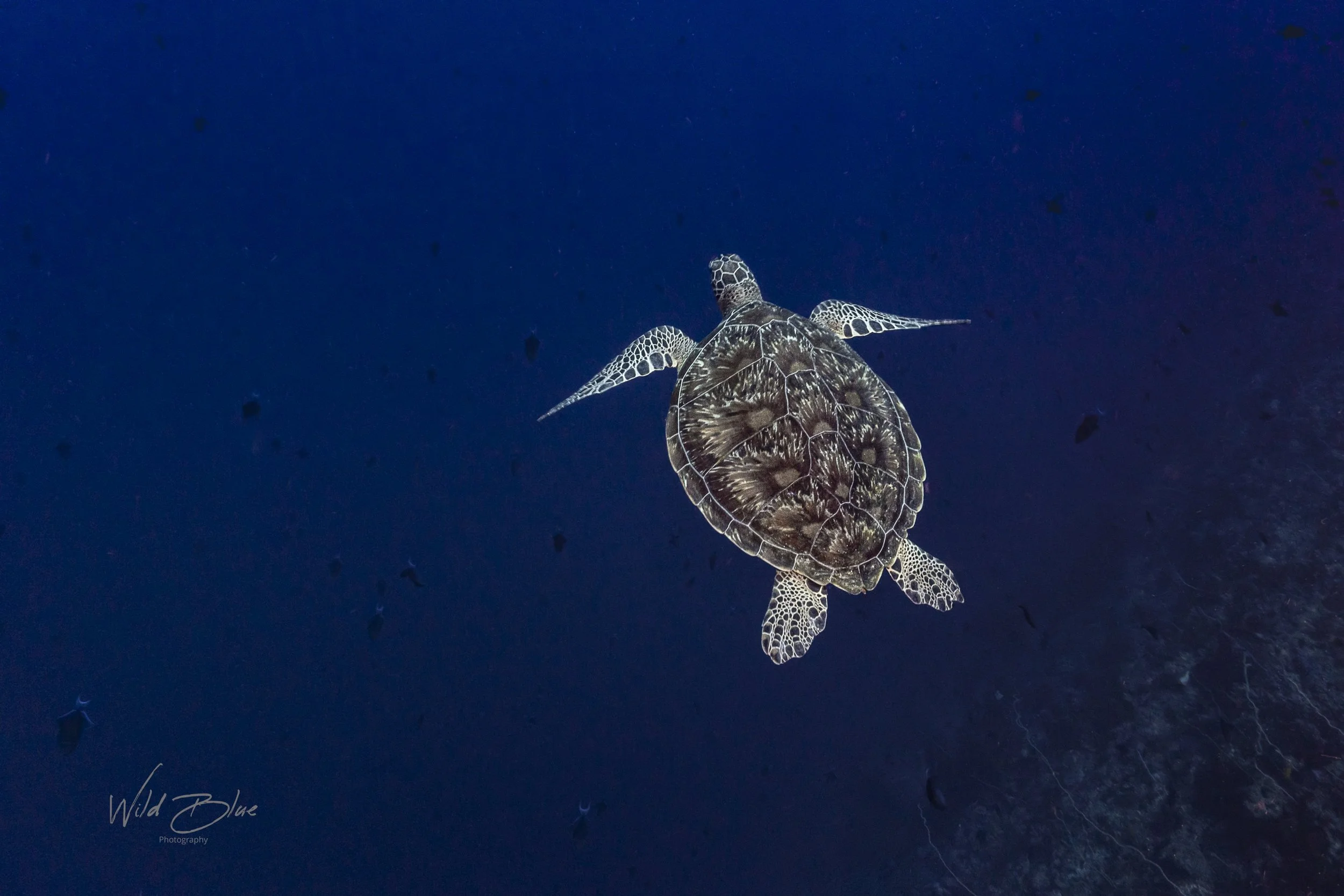 Turtle in the blue
