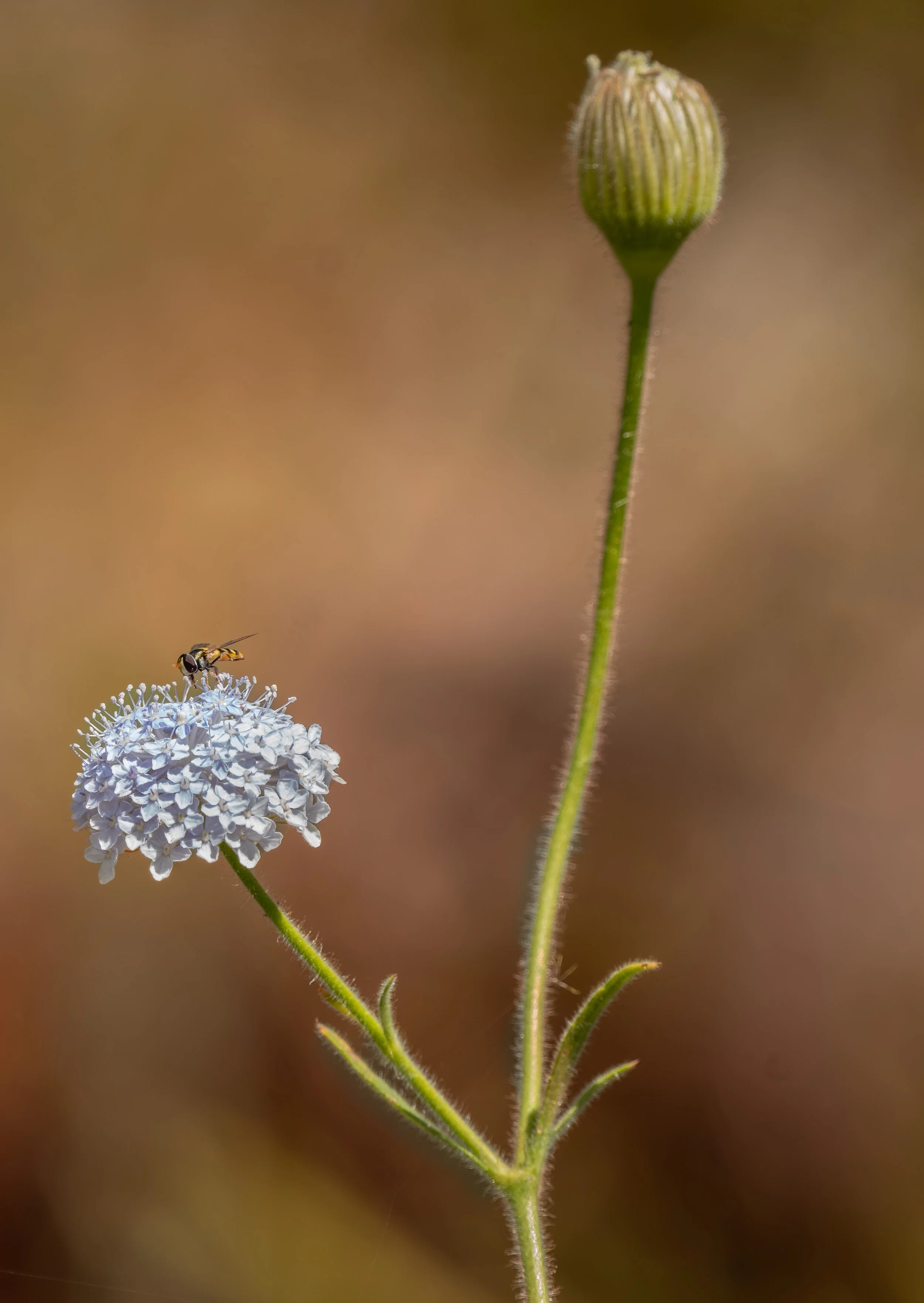 A small white flower with a bee on it and a closed flower bud on a slender green stem against a soft brown background.