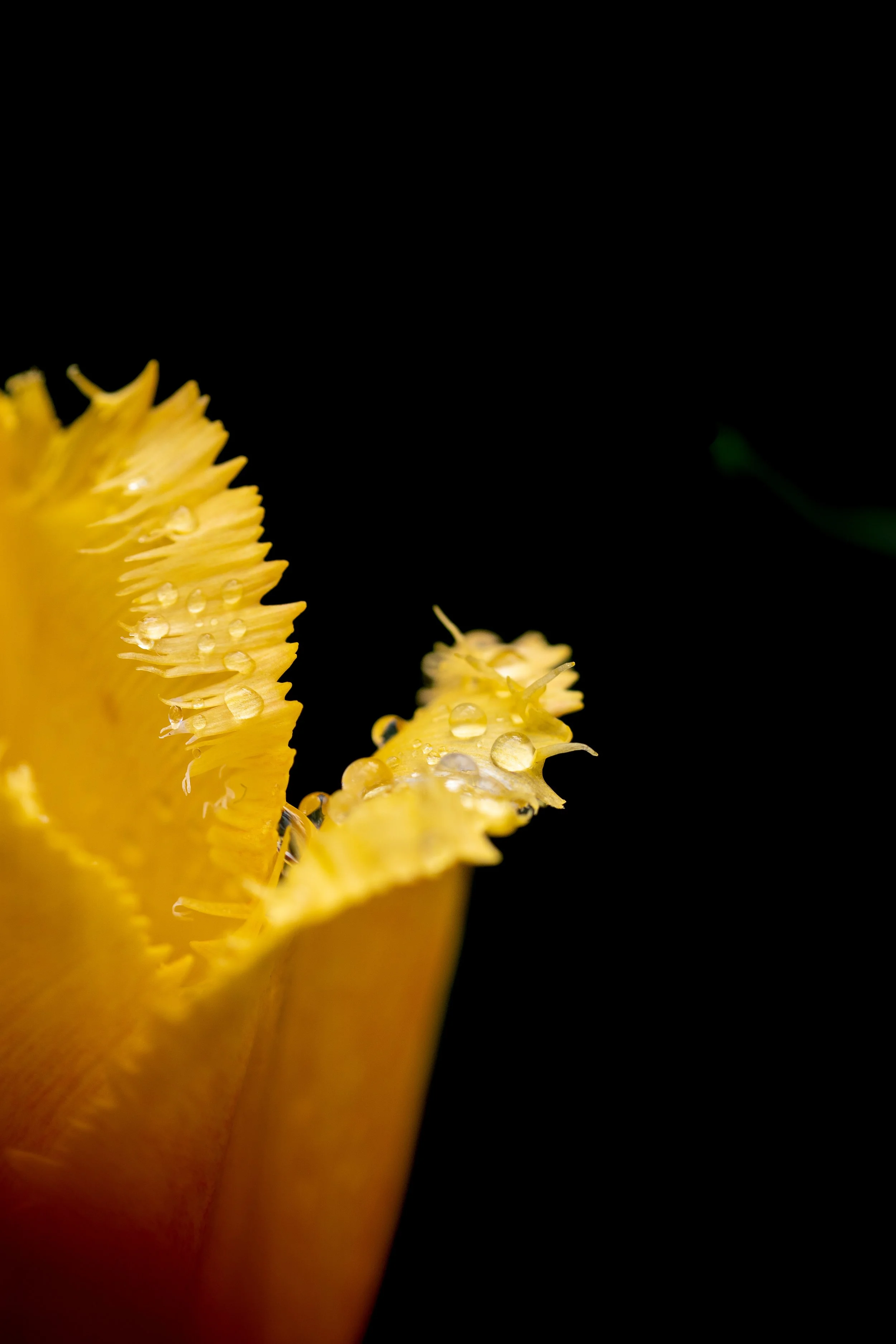 Bright among darkness