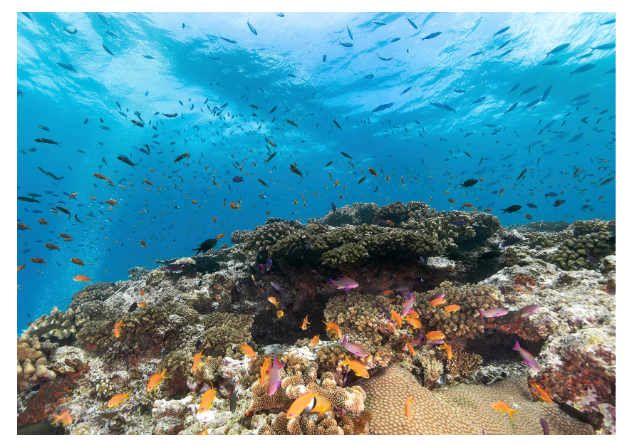 Reef Life.png